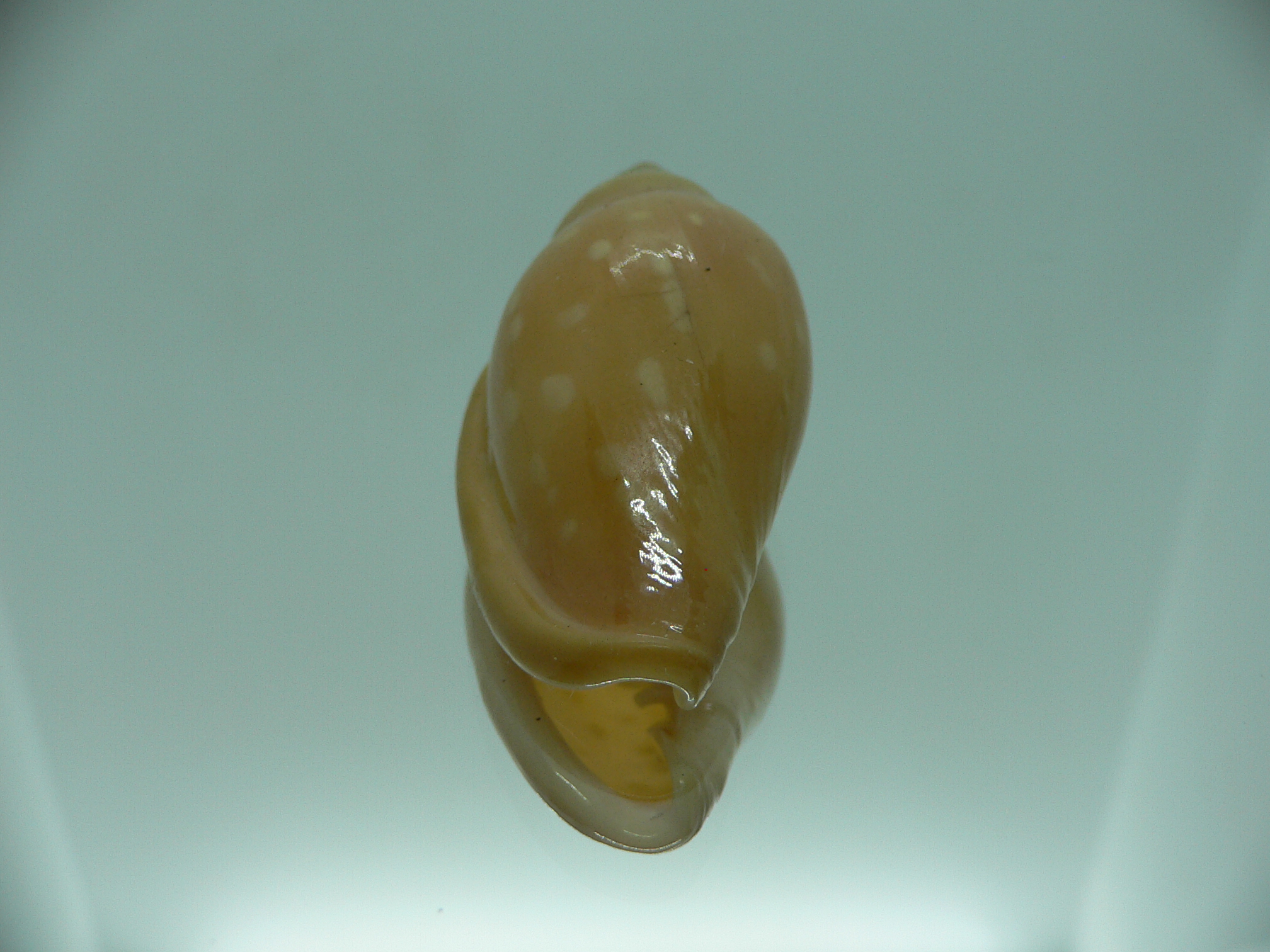 Marginella sebastiani DARK & RUSTRY