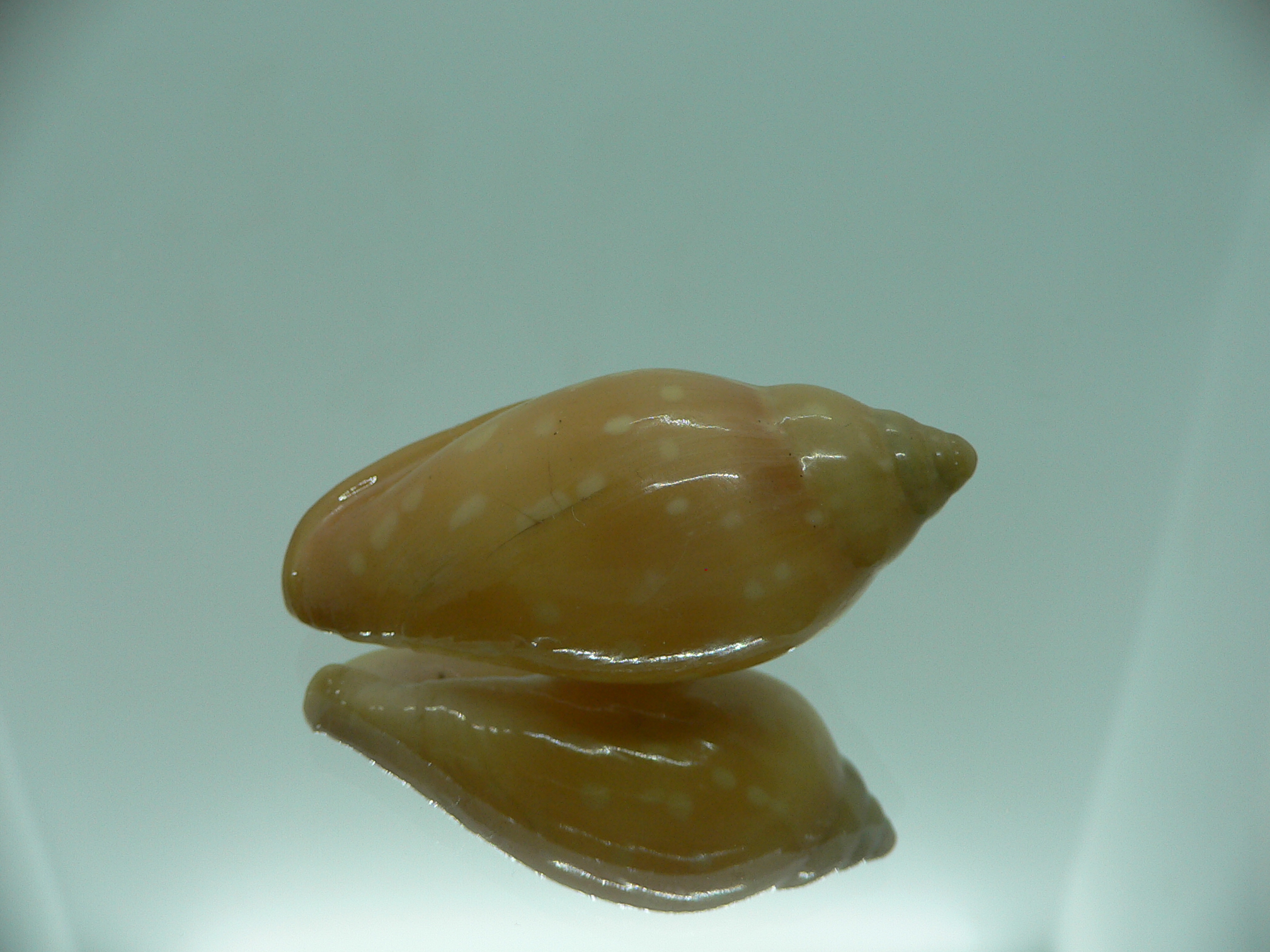 Marginella sebastiani DARK & RUSTRY