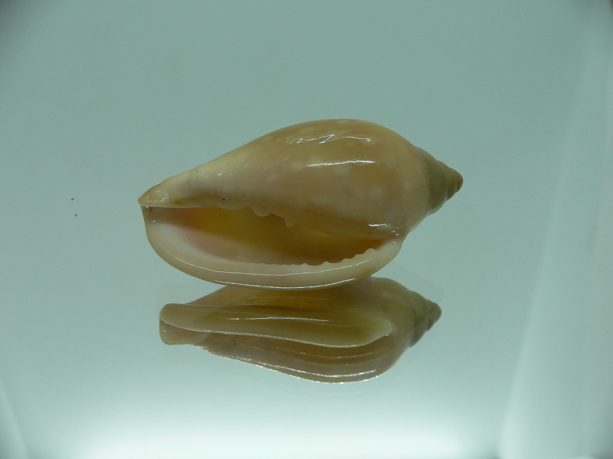 Marginella sebastiani DARK & RUSTRY