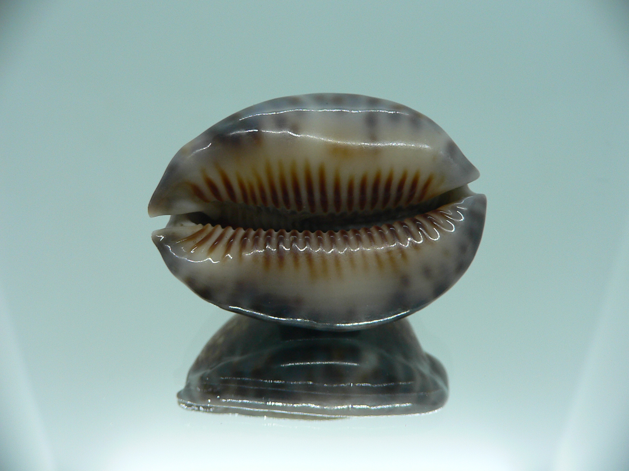 Cypraea depressa dipressa