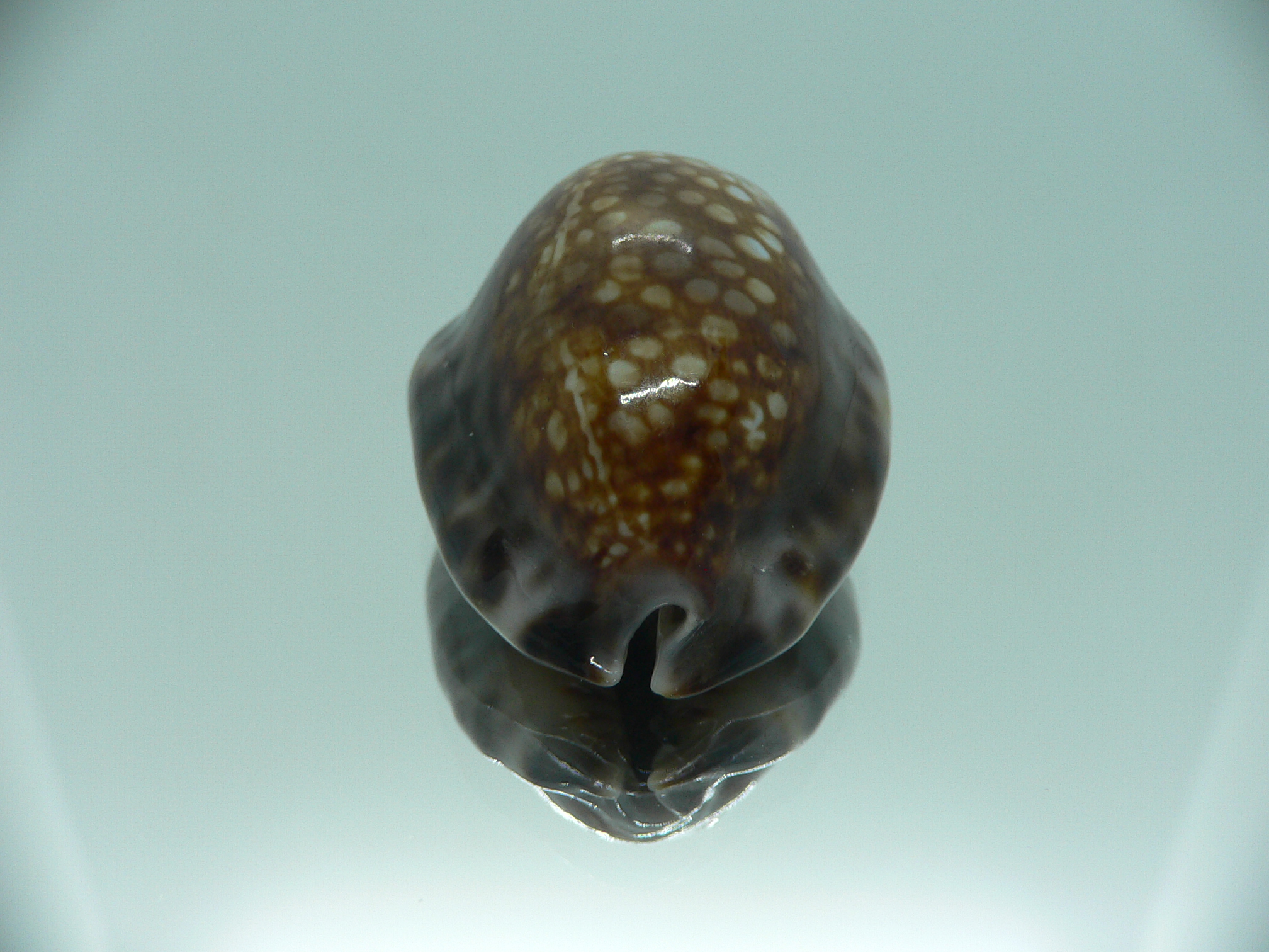 Cypraea depressa dipressa