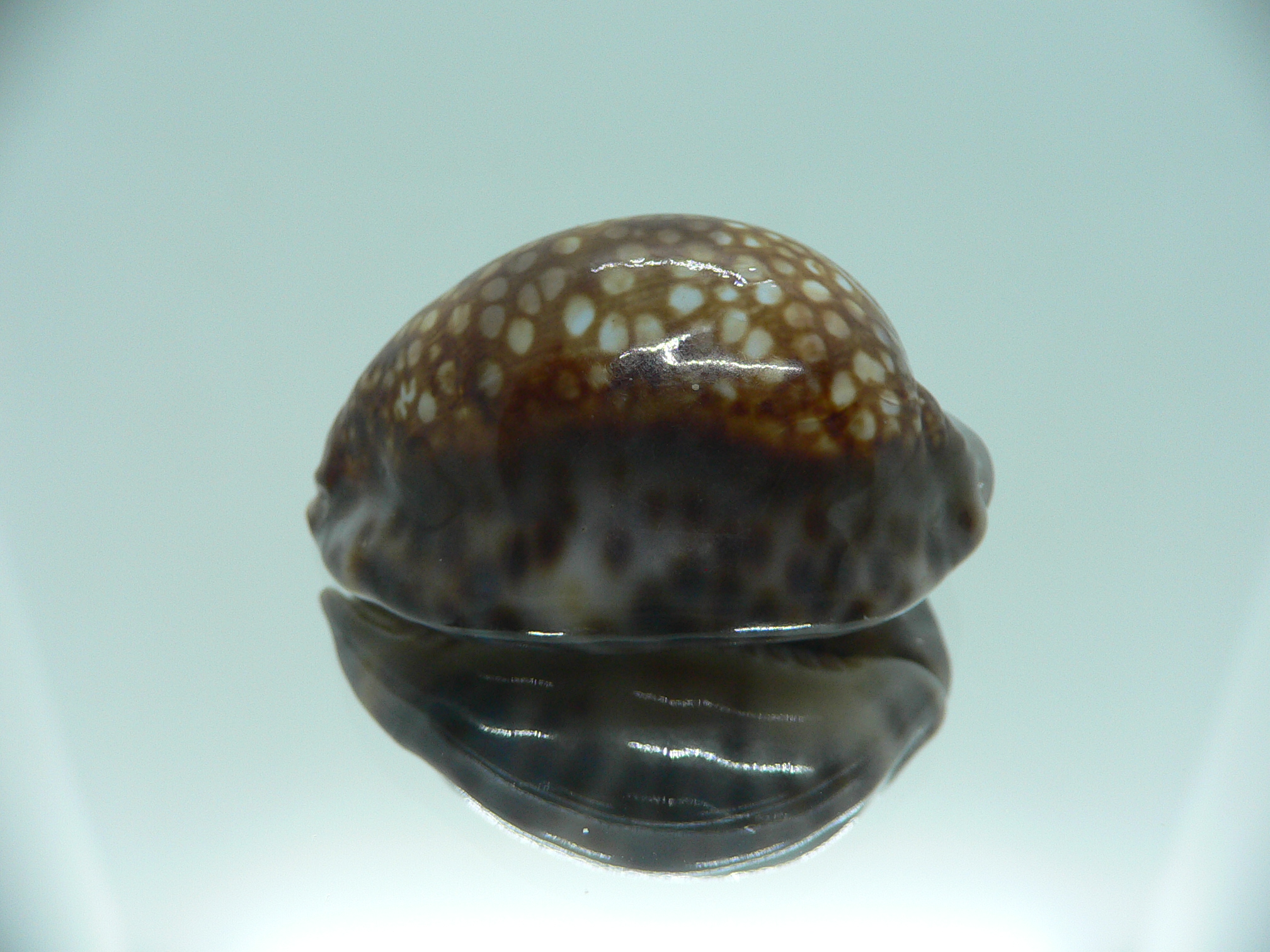 Cypraea depressa dipressa