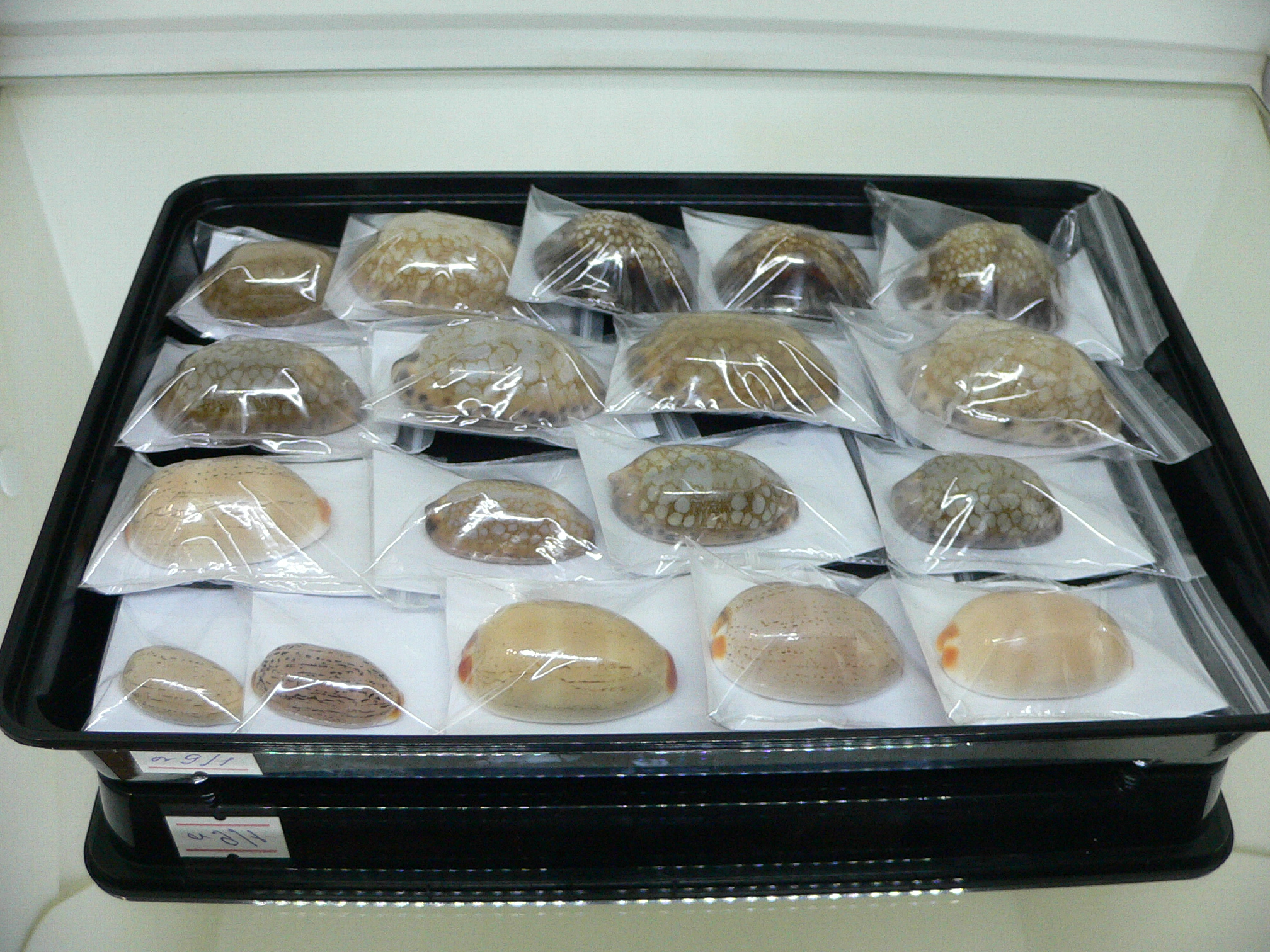 Cypraea depressa dipressa