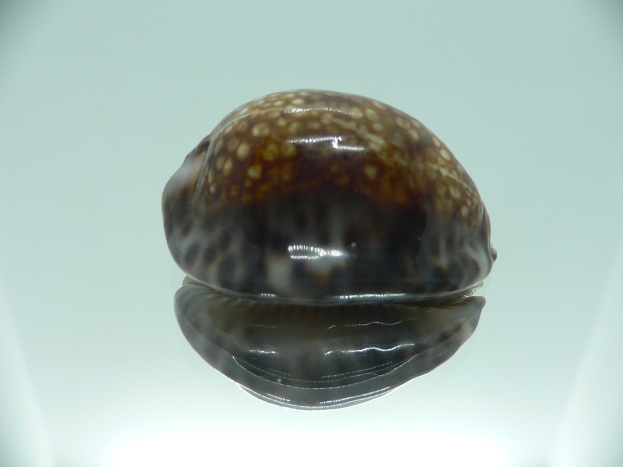 Cypraea depressa dipressa