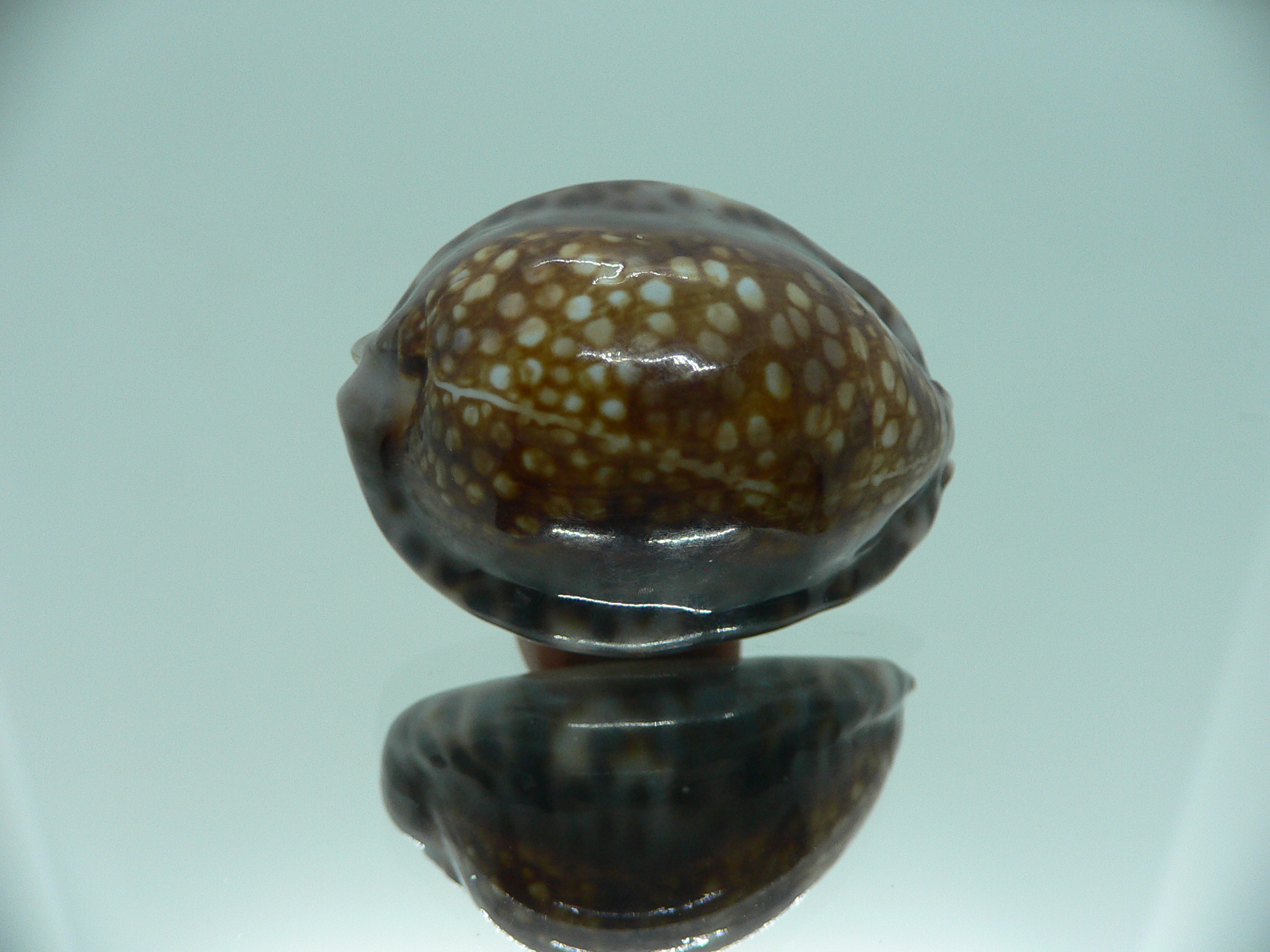 Cypraea depressa dipressa