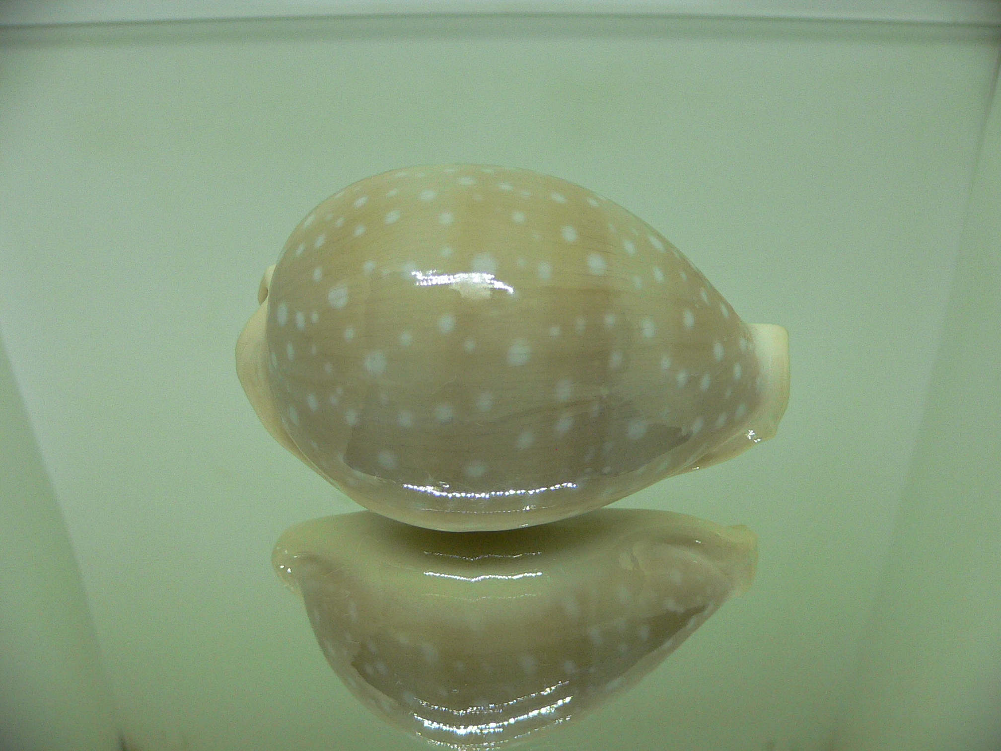 Cypraea camelopardalis WIDE