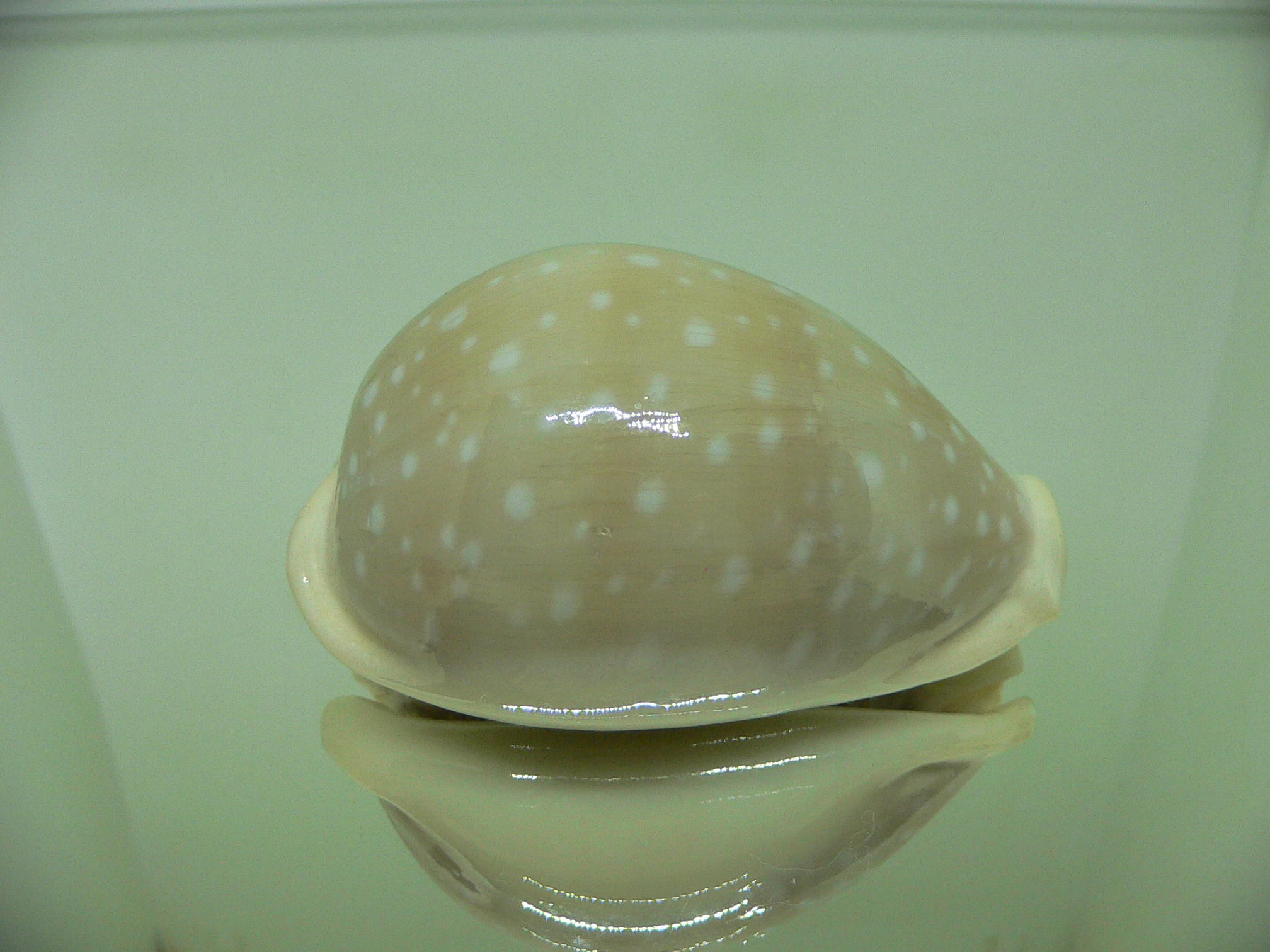 Cypraea camelopardalis WIDE