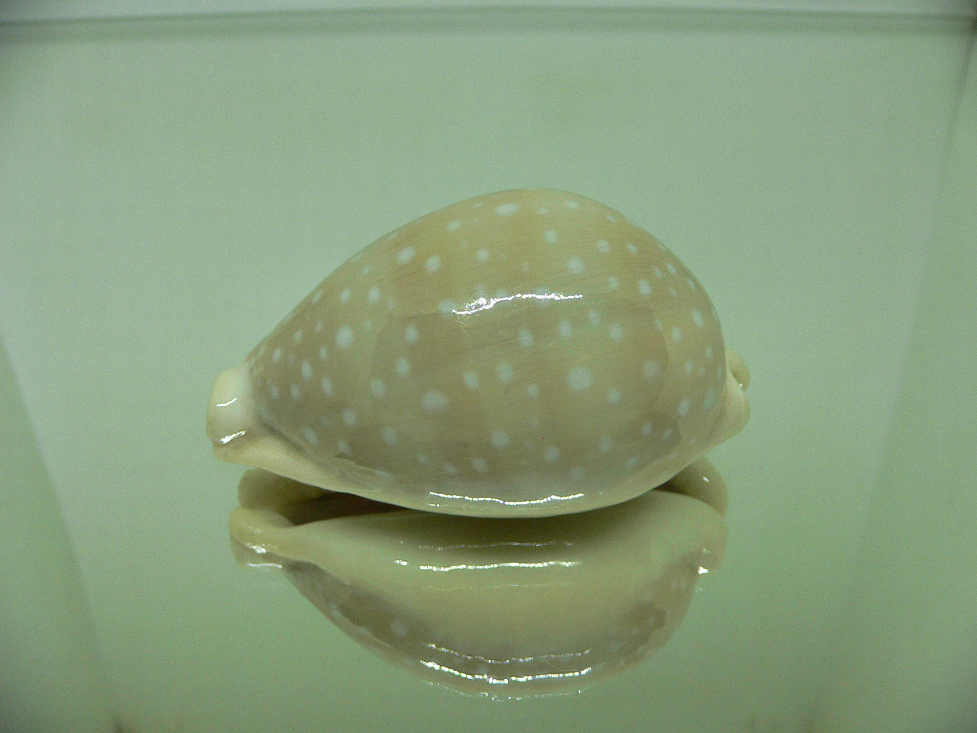 Cypraea camelopardalis WIDE