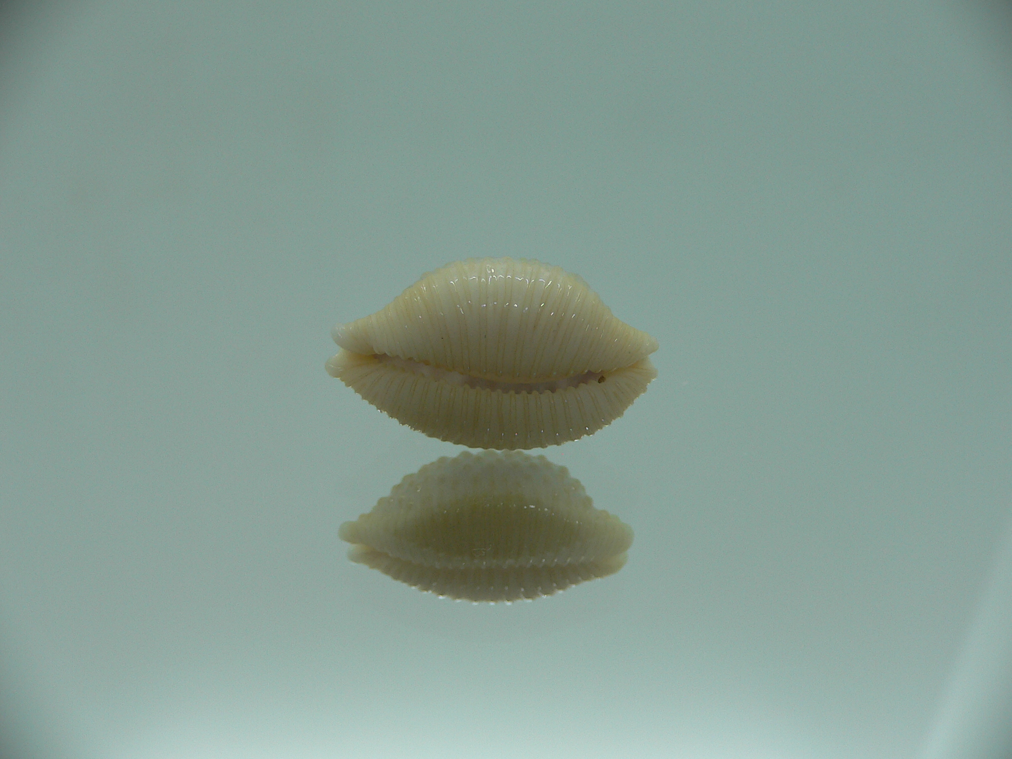 Cypraea nucleus BEAUTIFUL