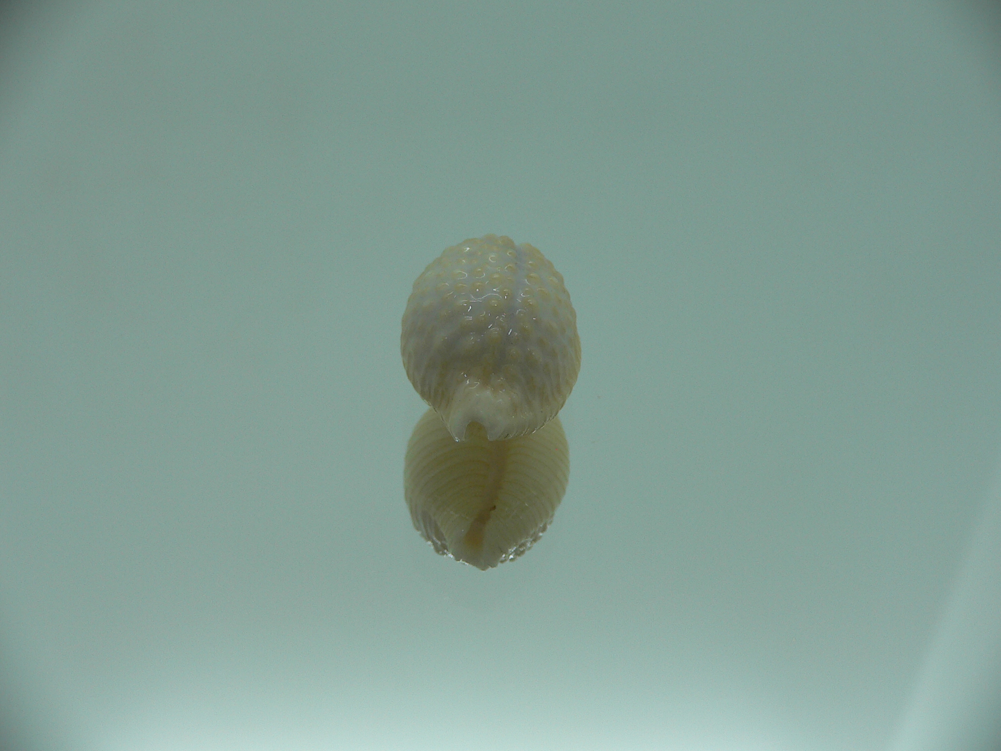 Cypraea nucleus BEAUTIFUL