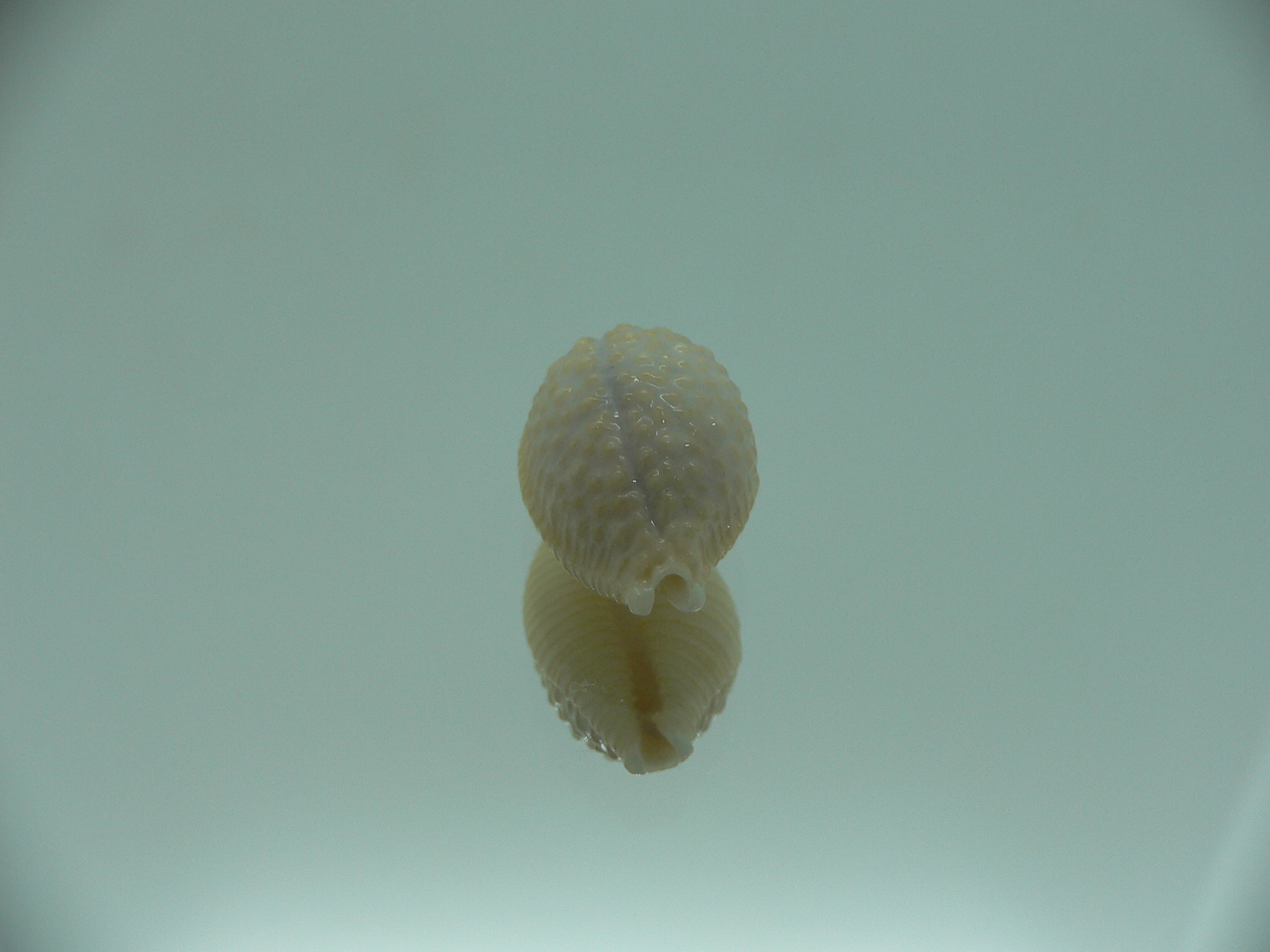 Cypraea nucleus BEAUTIFUL