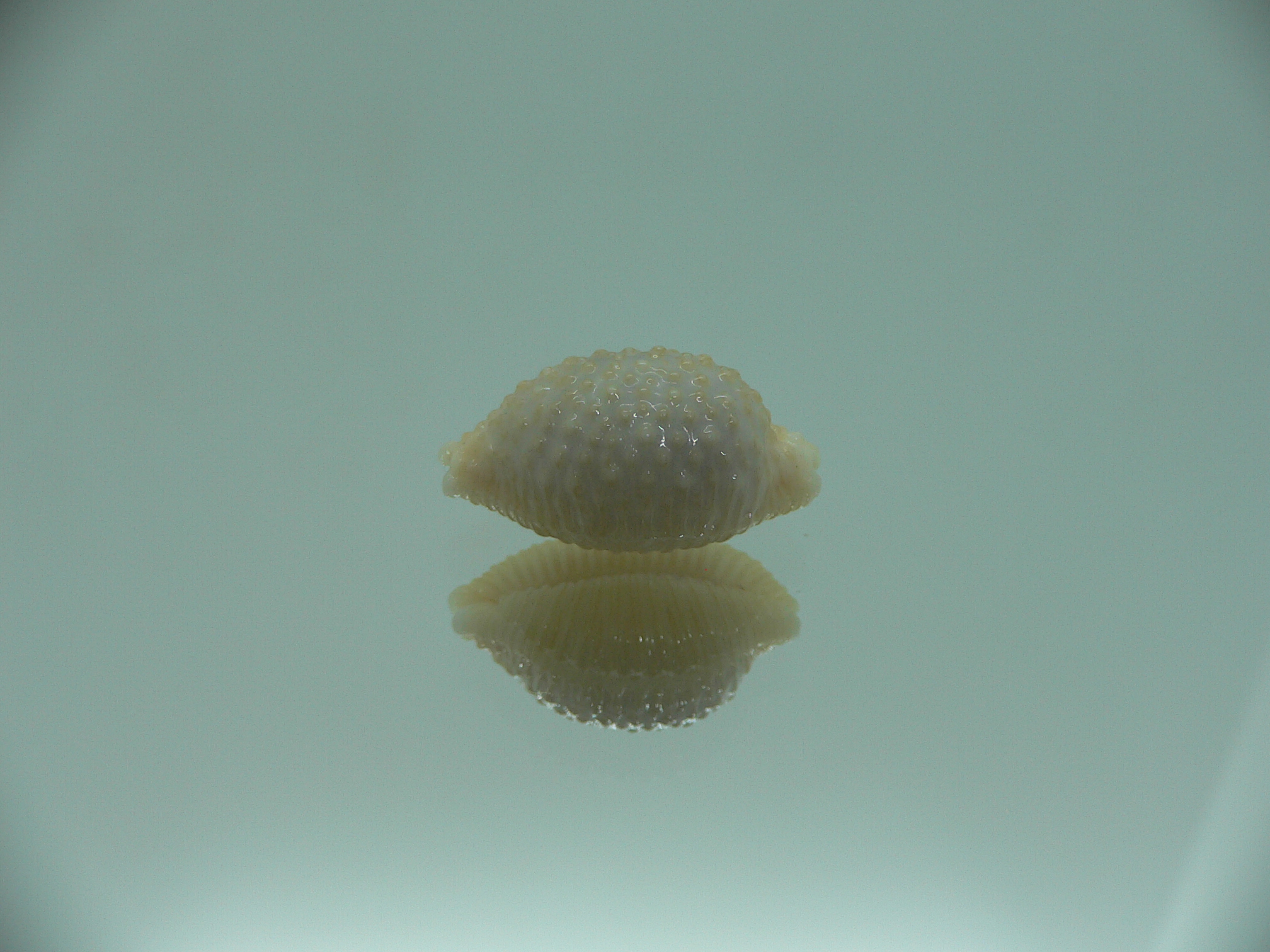 Cypraea nucleus BEAUTIFUL