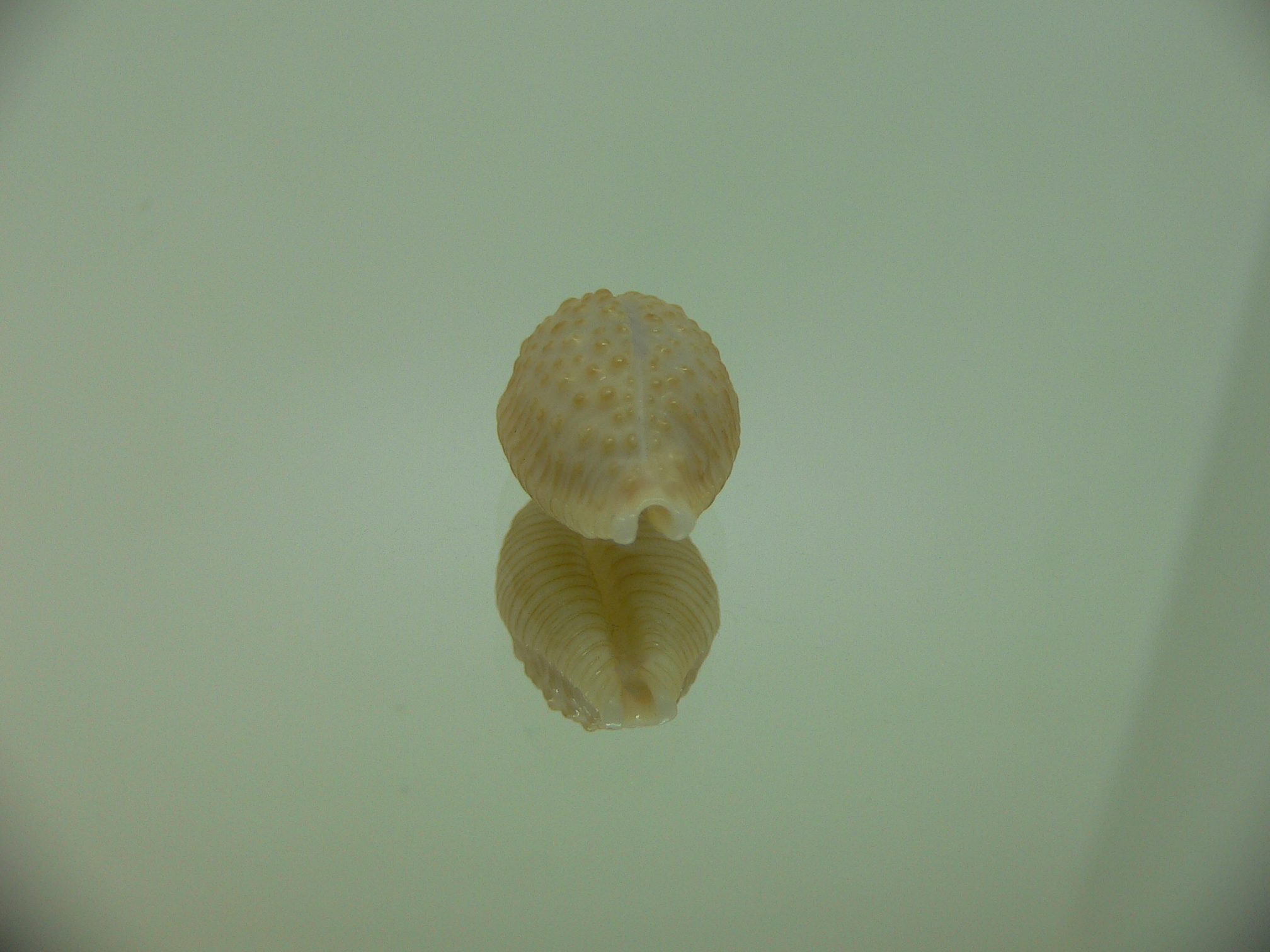 Cypraea nucleus BEAUTIFUL