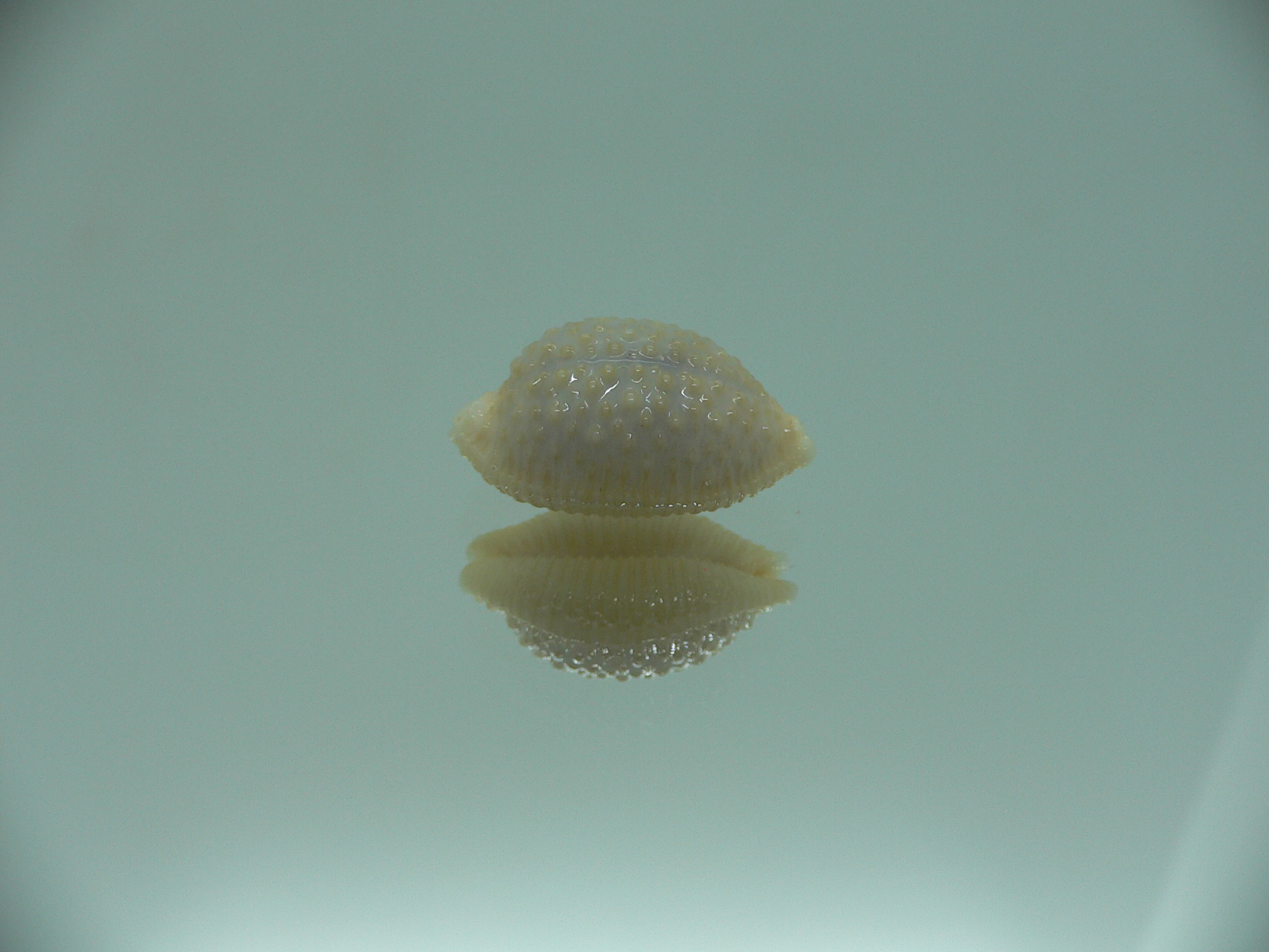 Cypraea nucleus BEAUTIFUL