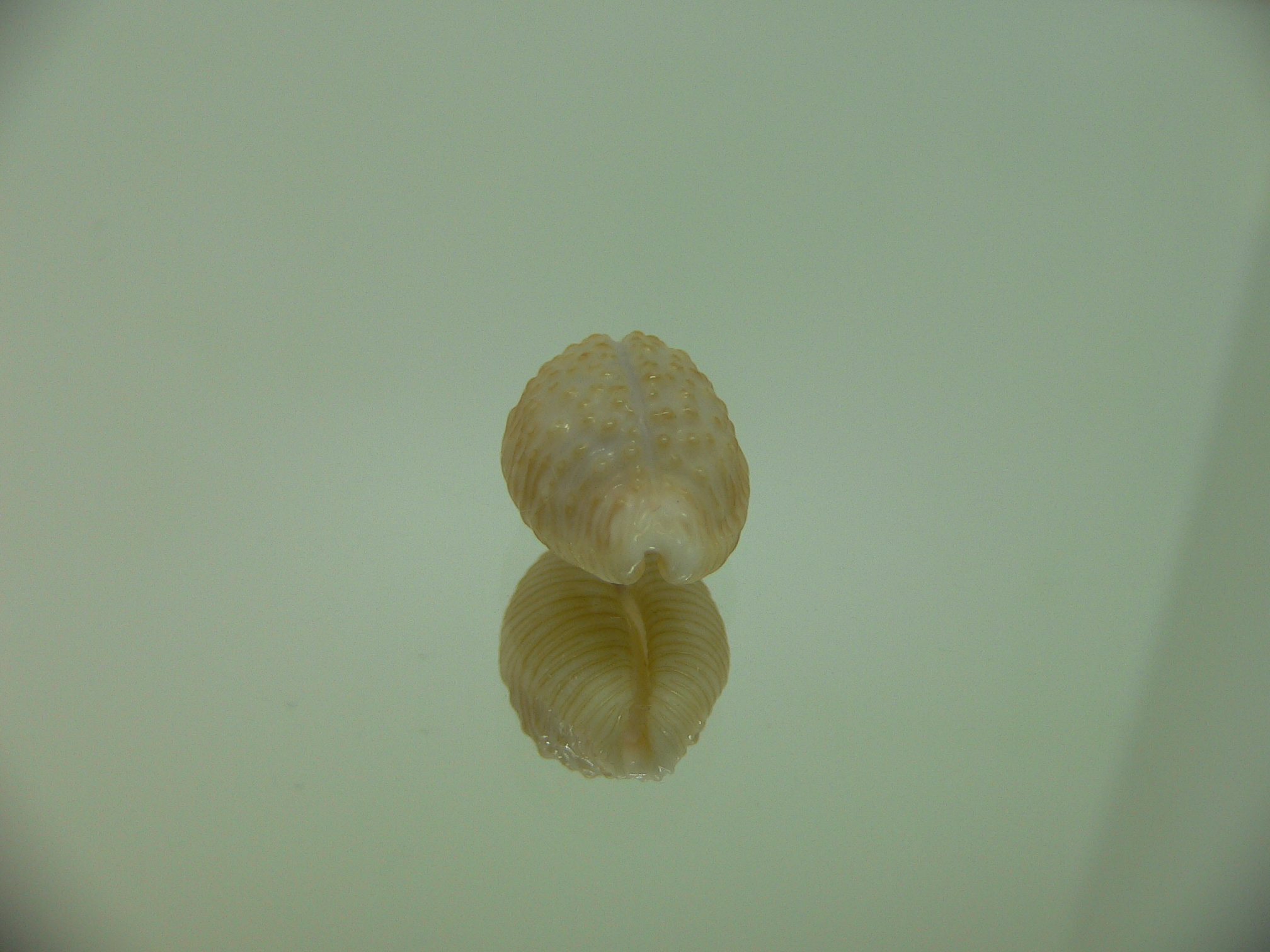 Cypraea nucleus BEAUTIFUL