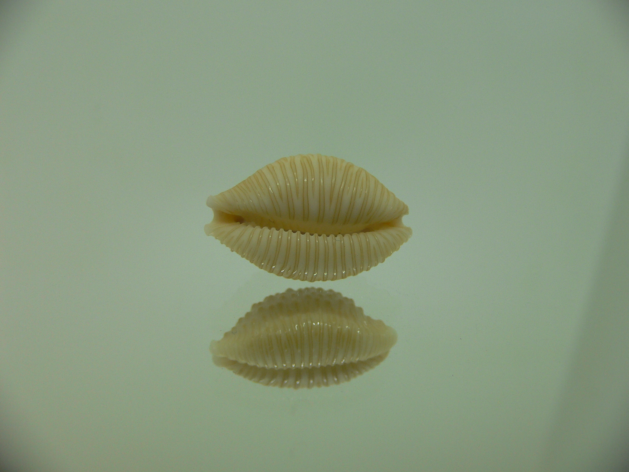 Cypraea nucleus BEAUTIFUL