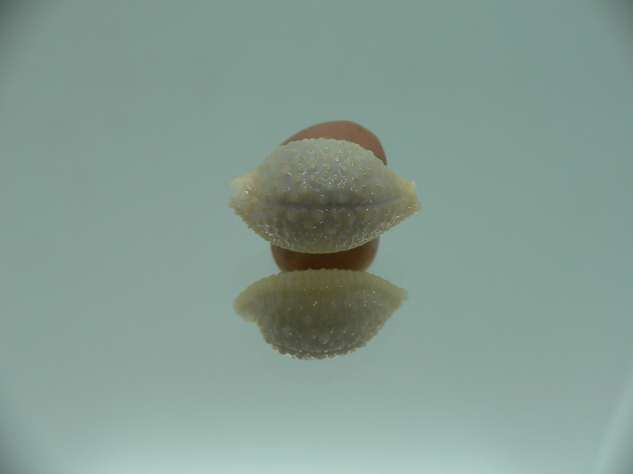 Cypraea nucleus BEAUTIFUL