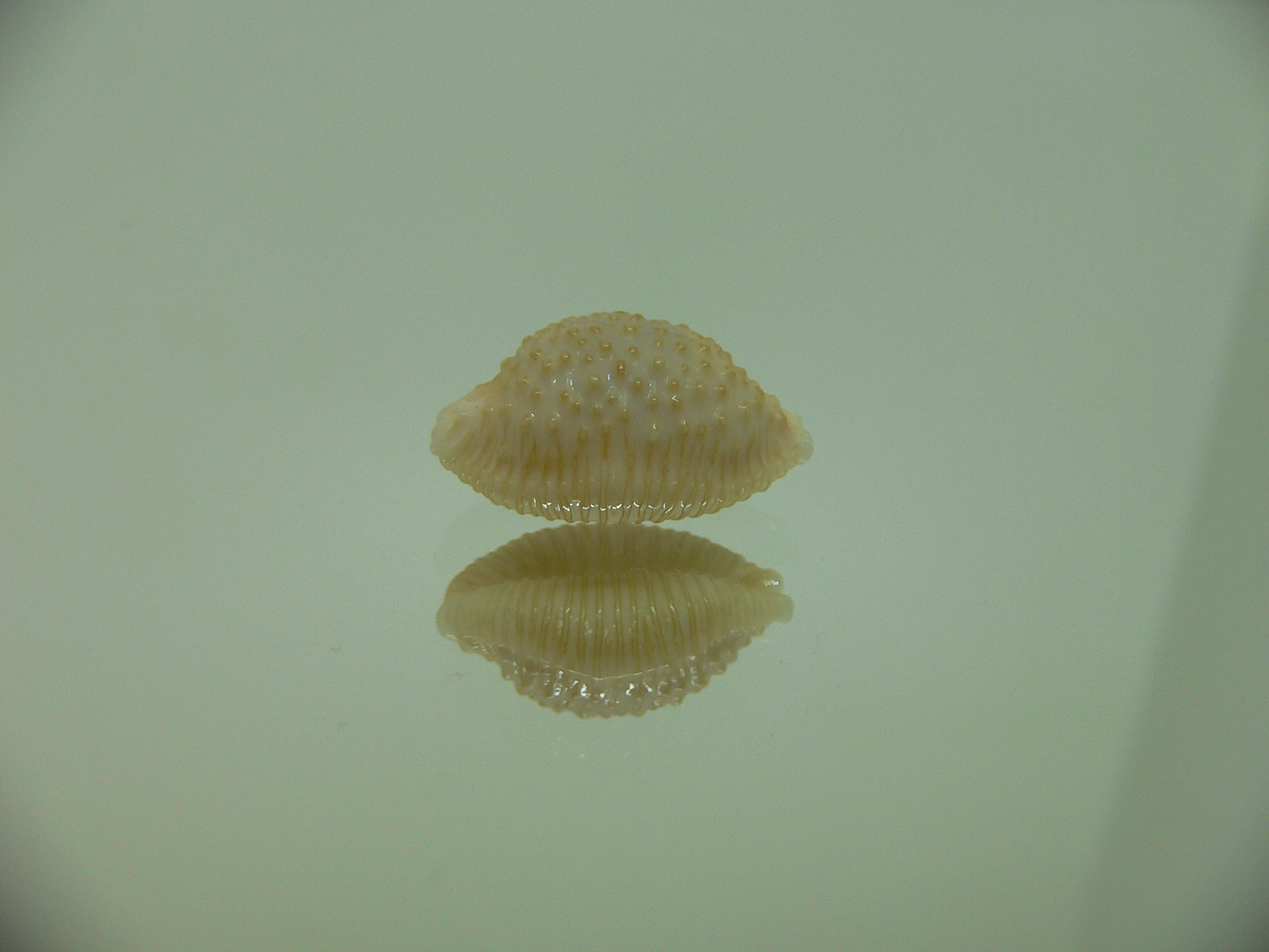 Cypraea nucleus BEAUTIFUL