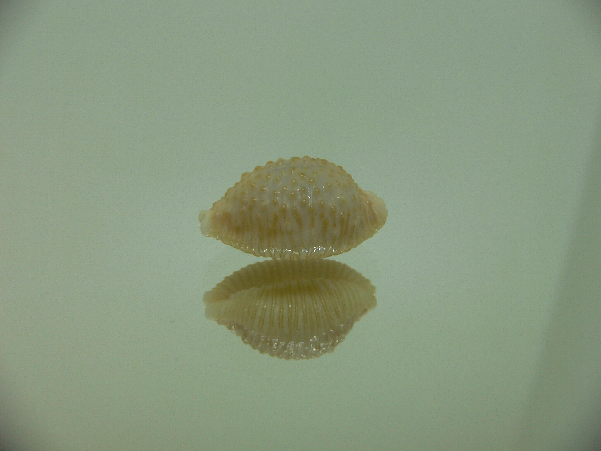Cypraea nucleus BEAUTIFUL