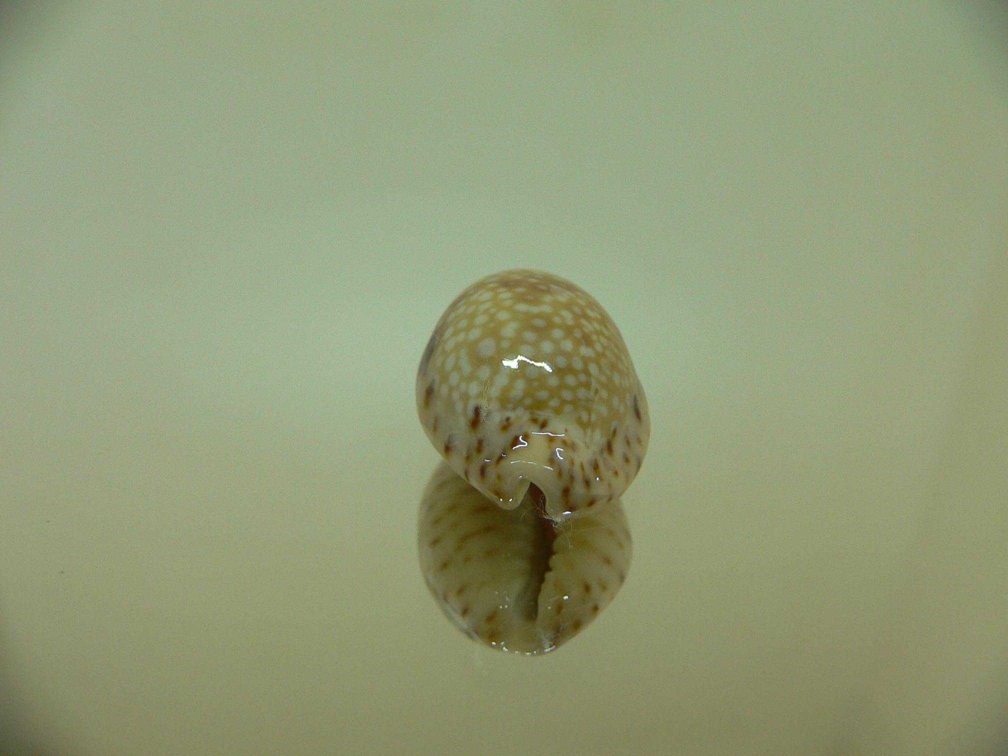 Cypraea nebrites SUPER