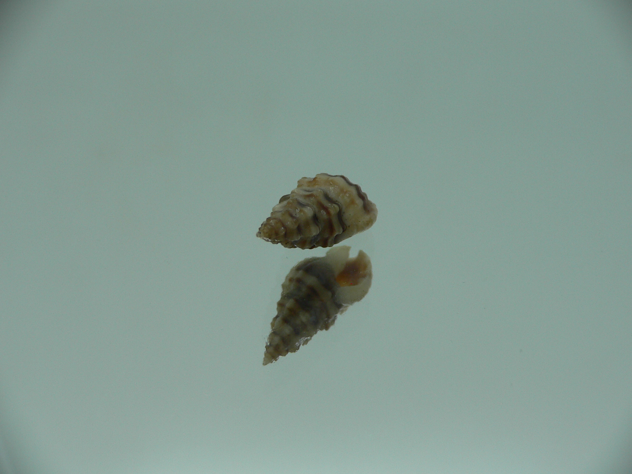 Naytia vaucheri RARE & DARK COLOR