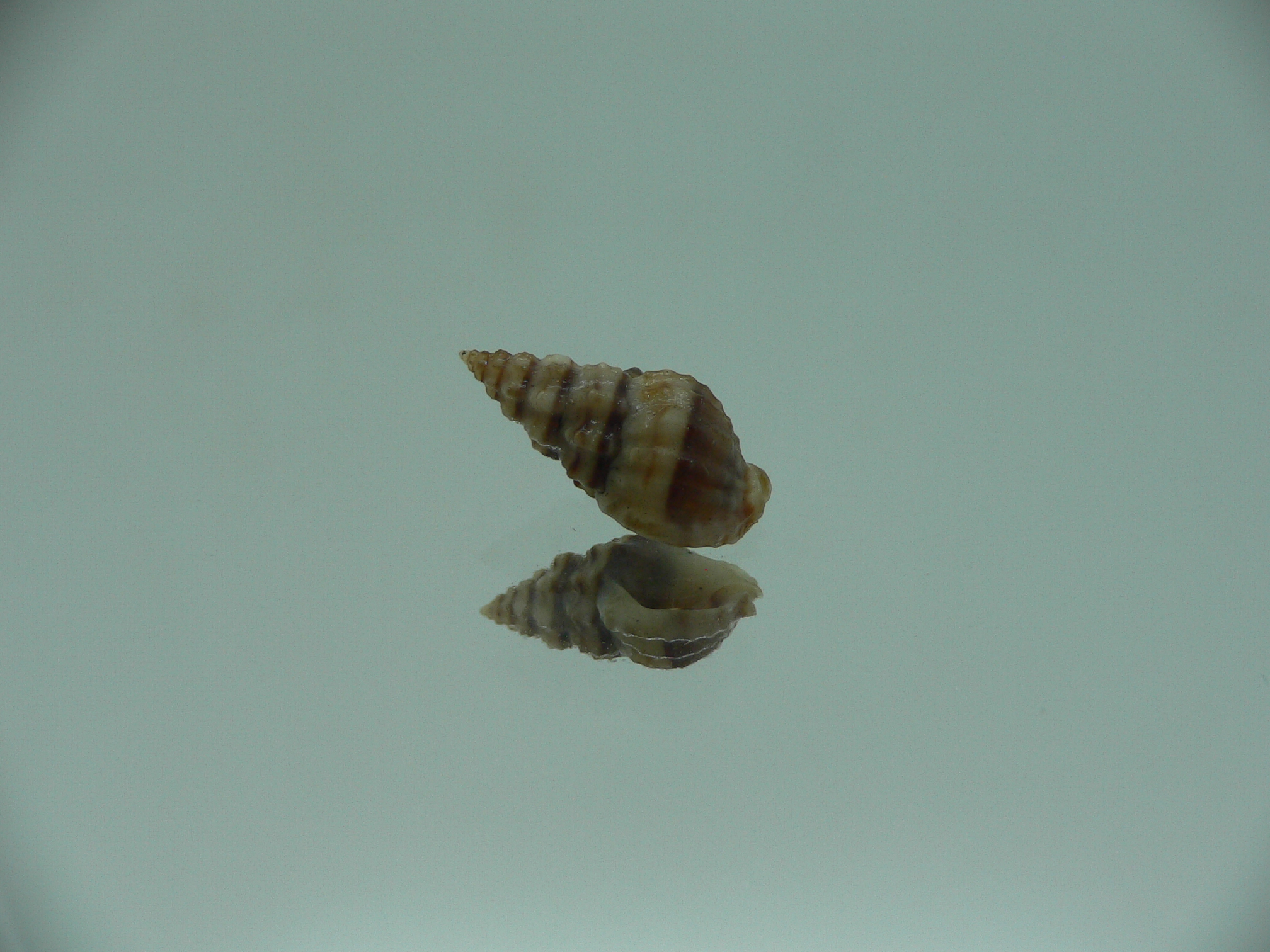 Naytia vaucheri RARE & DARK COLOR