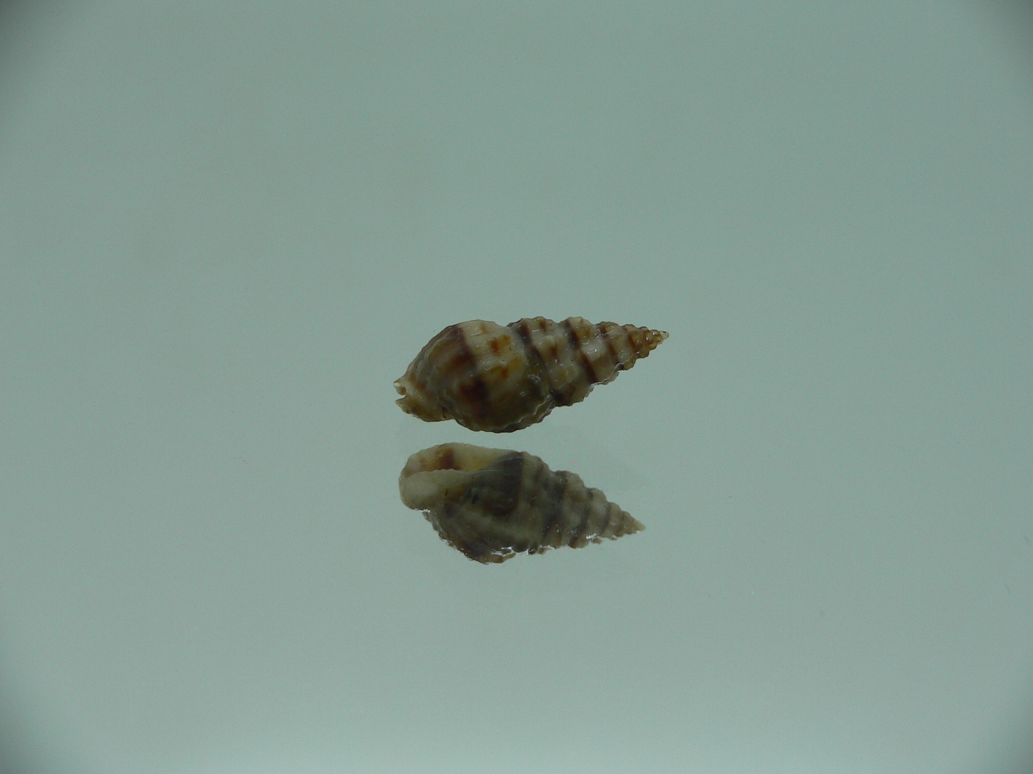 Naytia vaucheri RARE & DARK COLOR