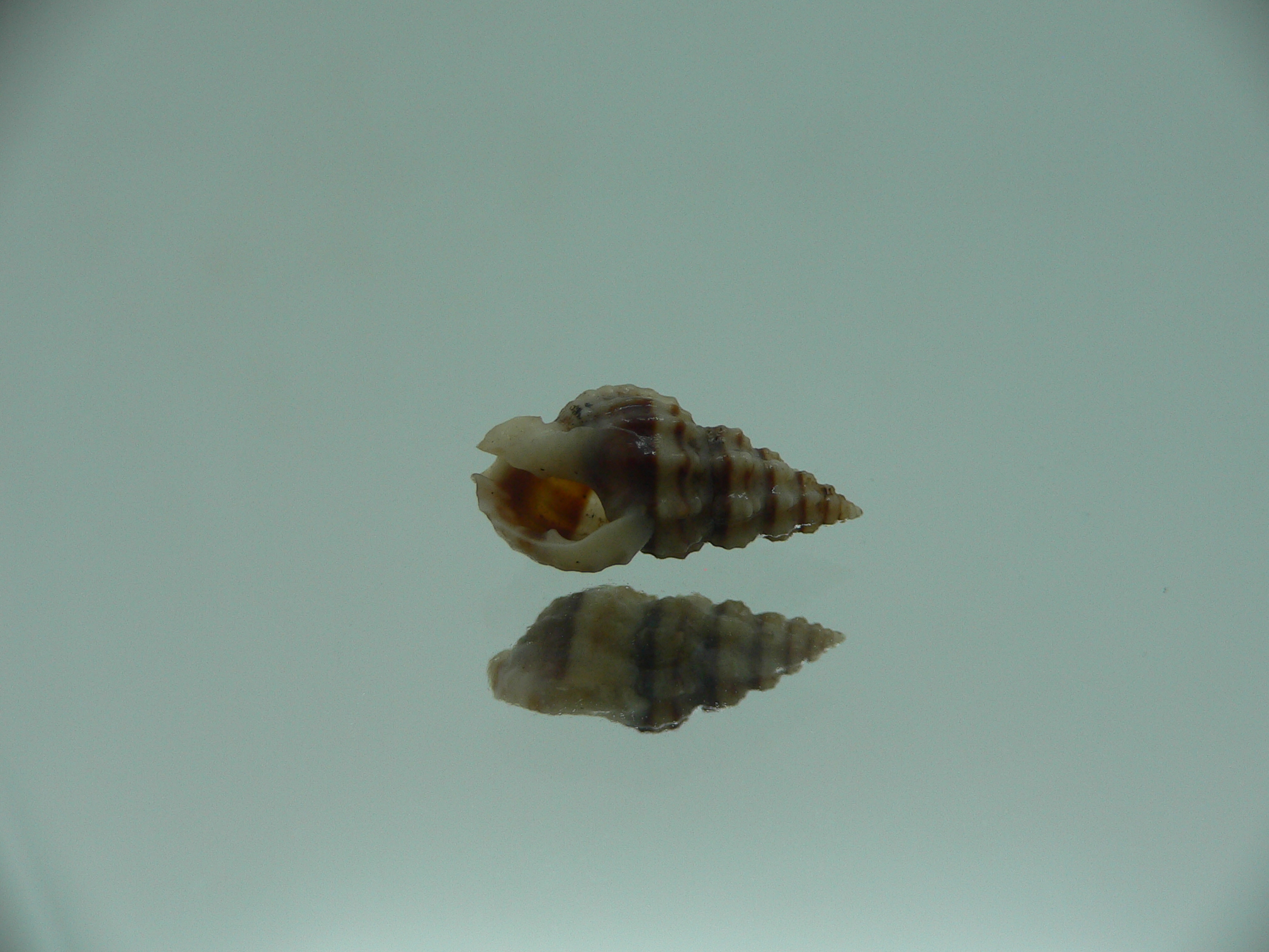 Naytia vaucheri RARE & DARK COLOR