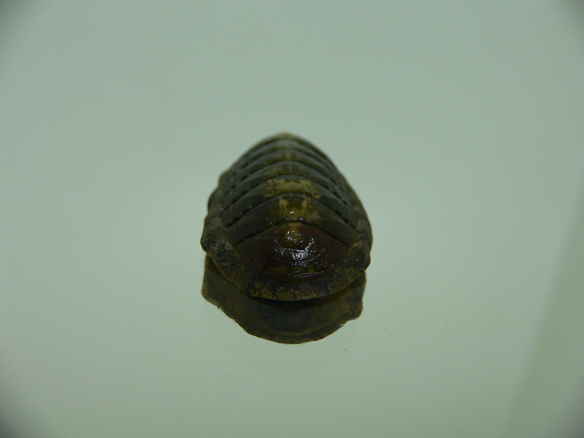 Chiton SP. 10
