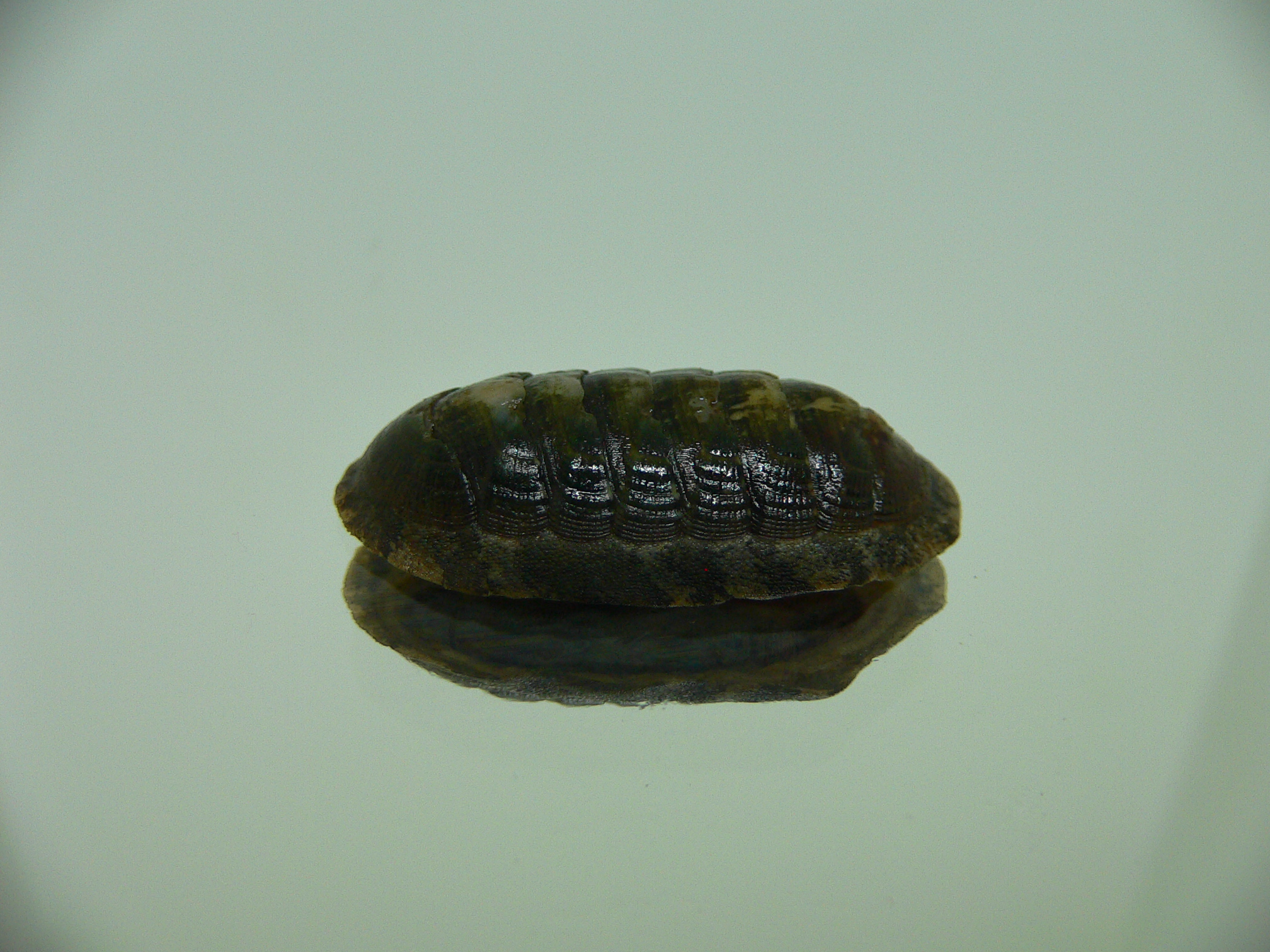 Chiton SP. 10
