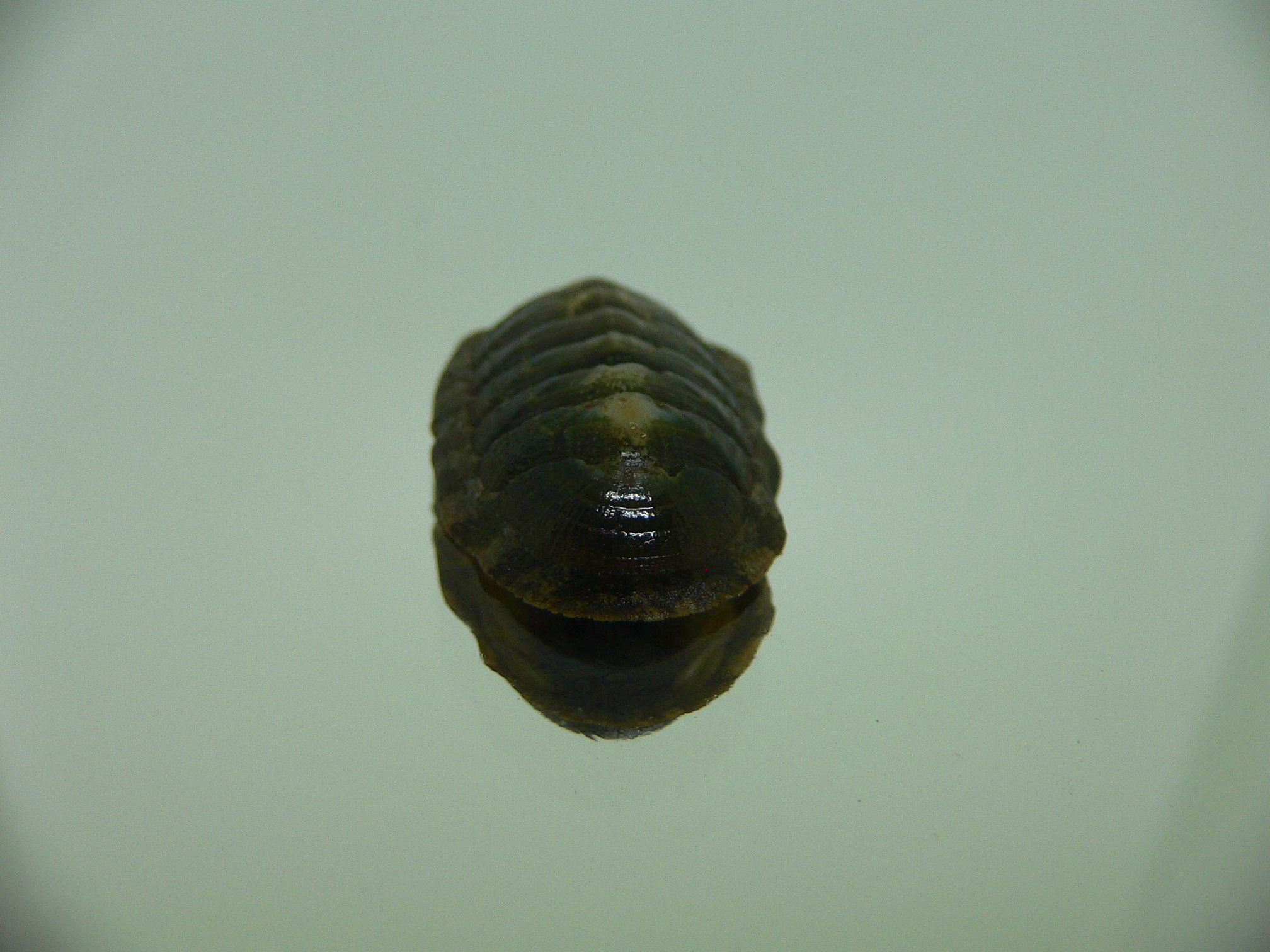Chiton SP. 10