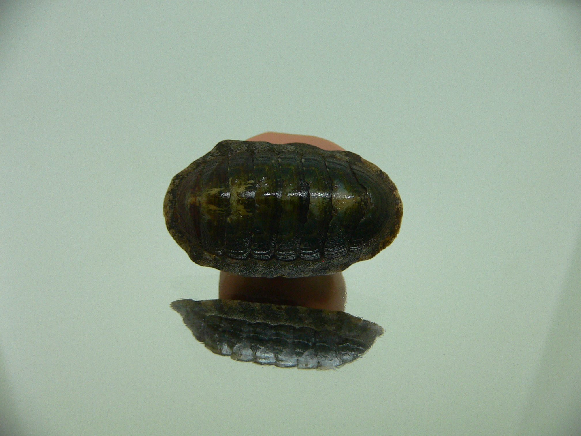 Chiton SP. 10