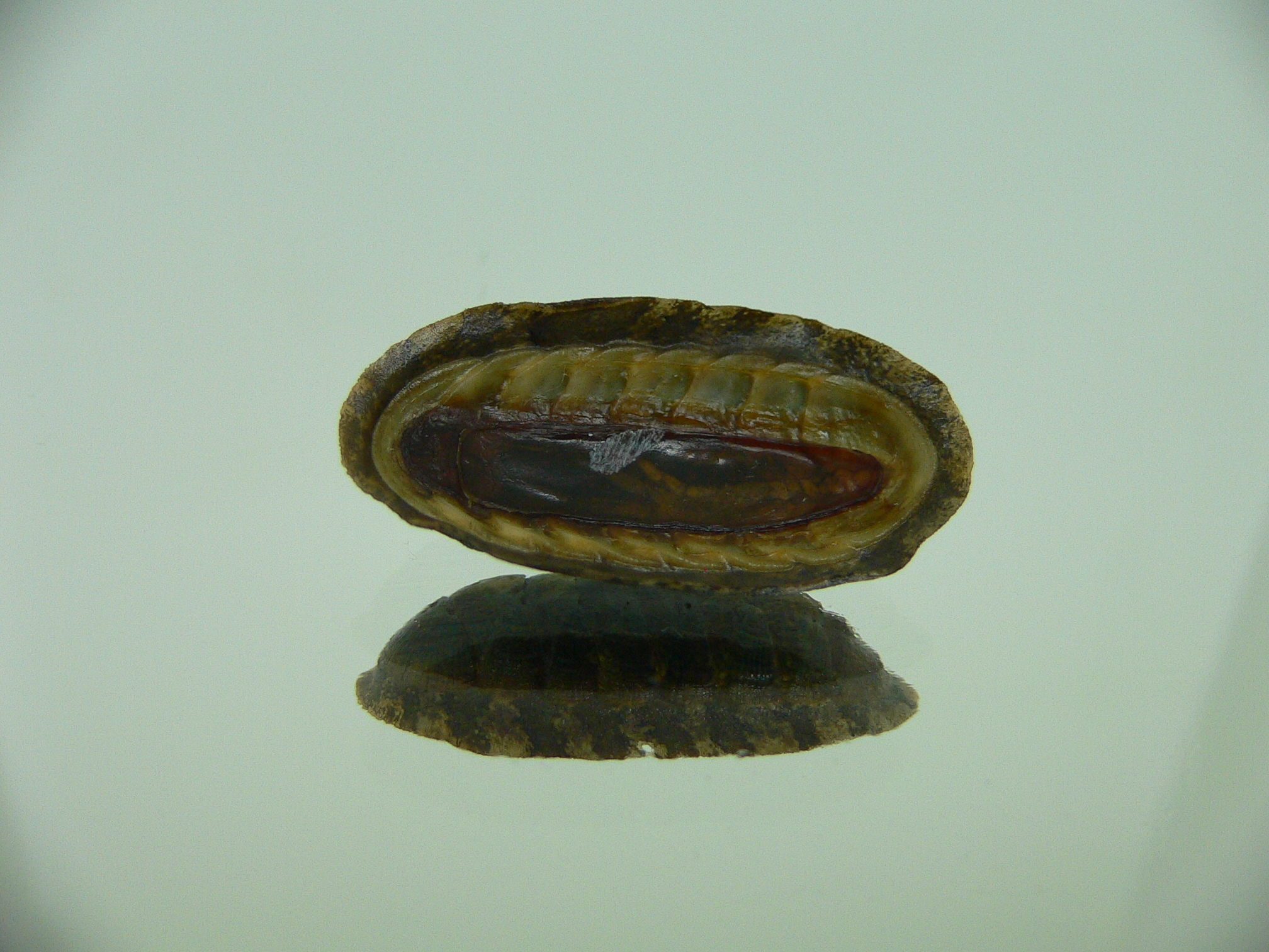 Chiton SP. 10
