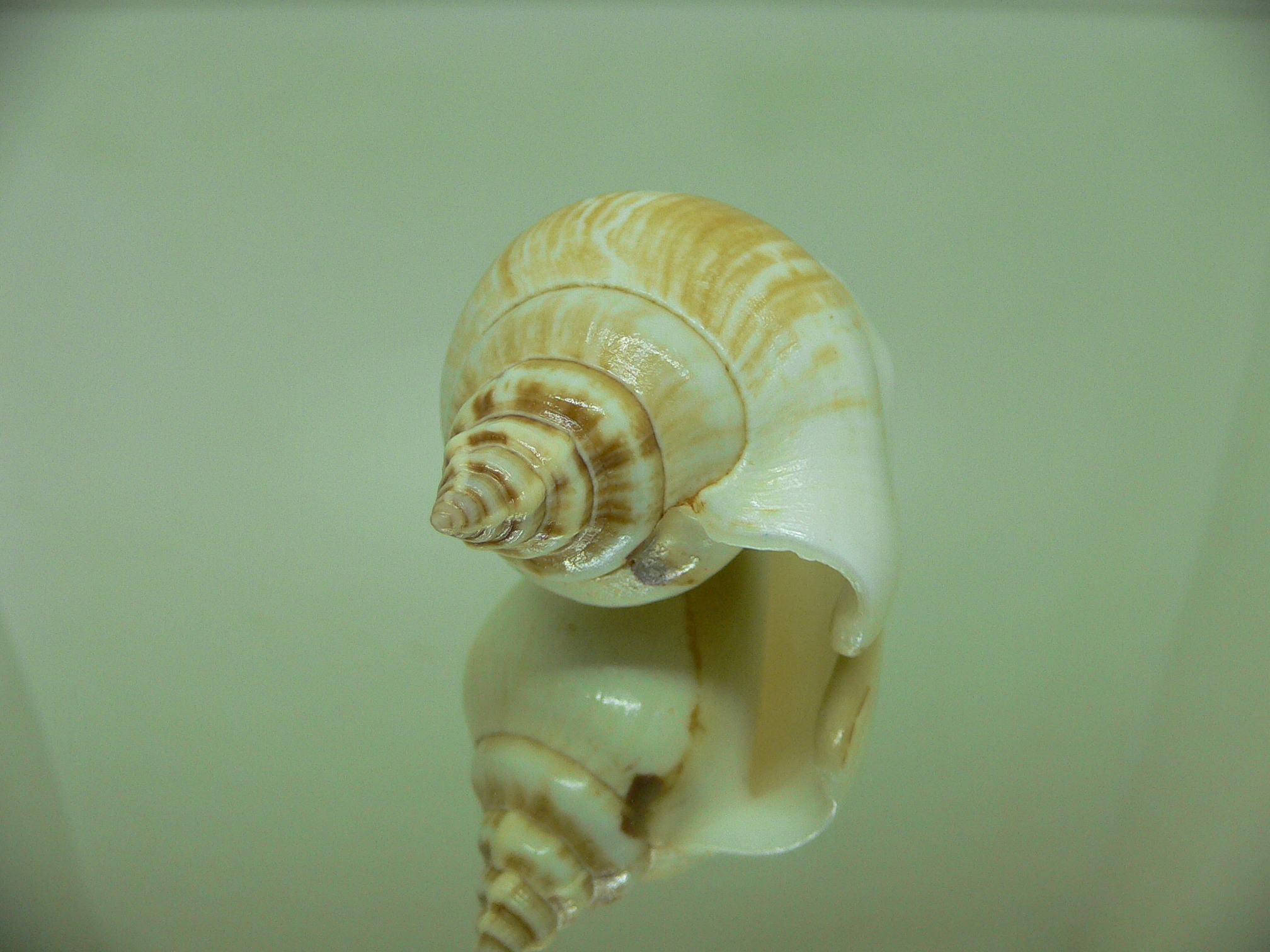 Laevistrombus turturella ALBINO