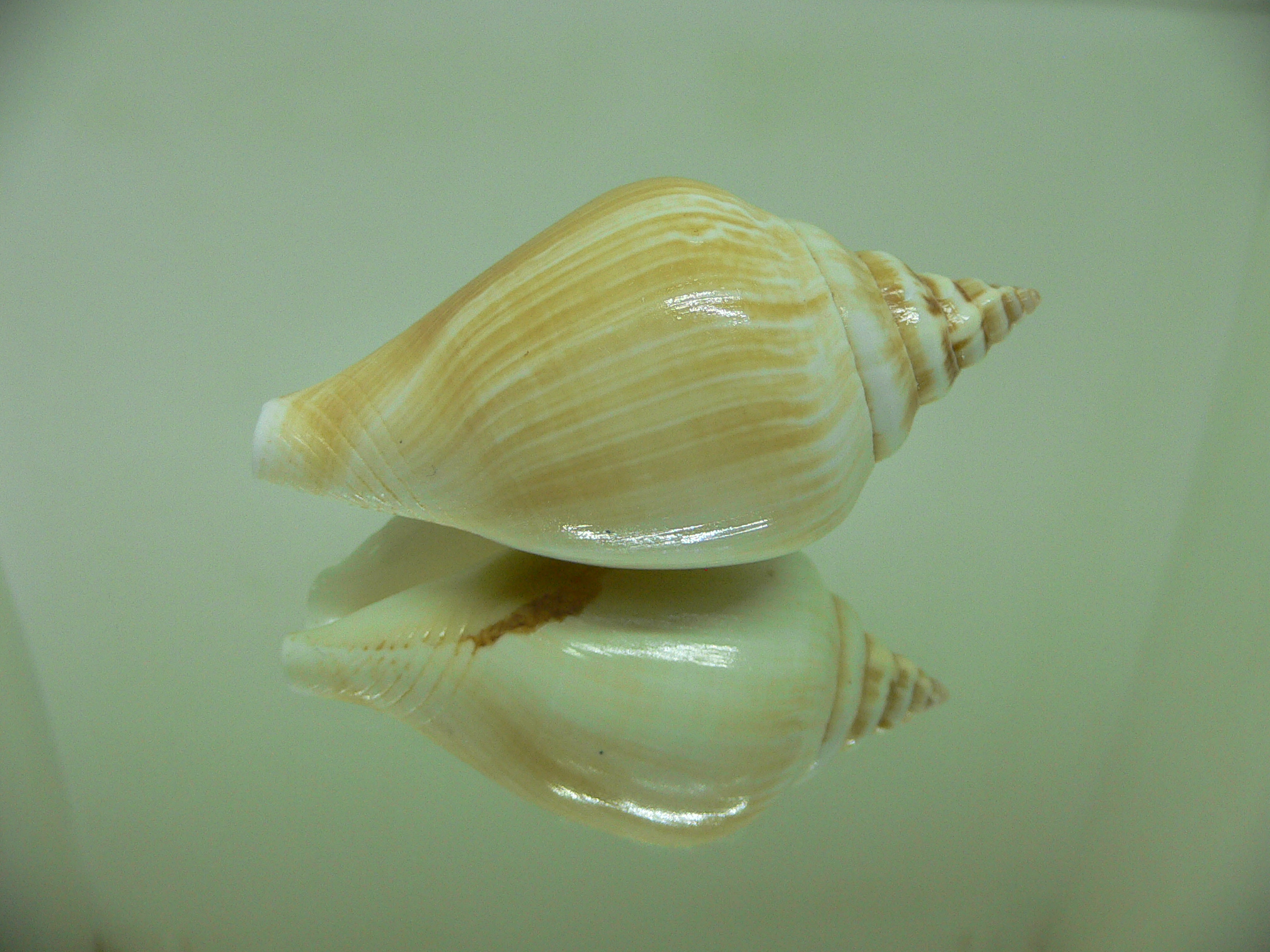 Laevistrombus turturella ALBINO