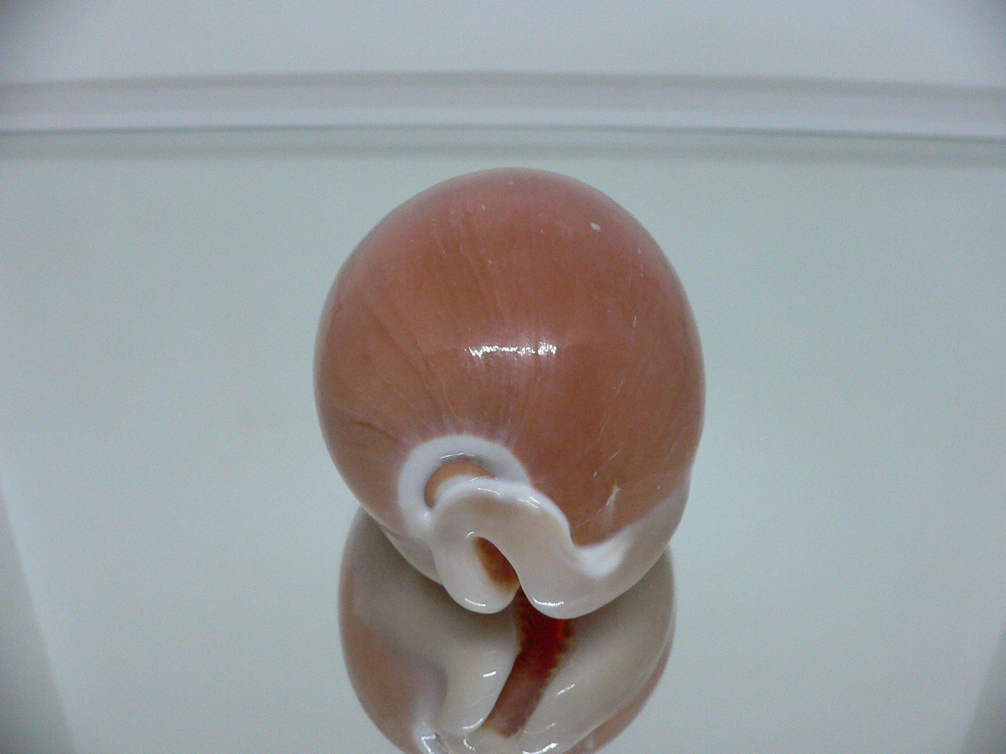 Cypraea aurantium PEACH