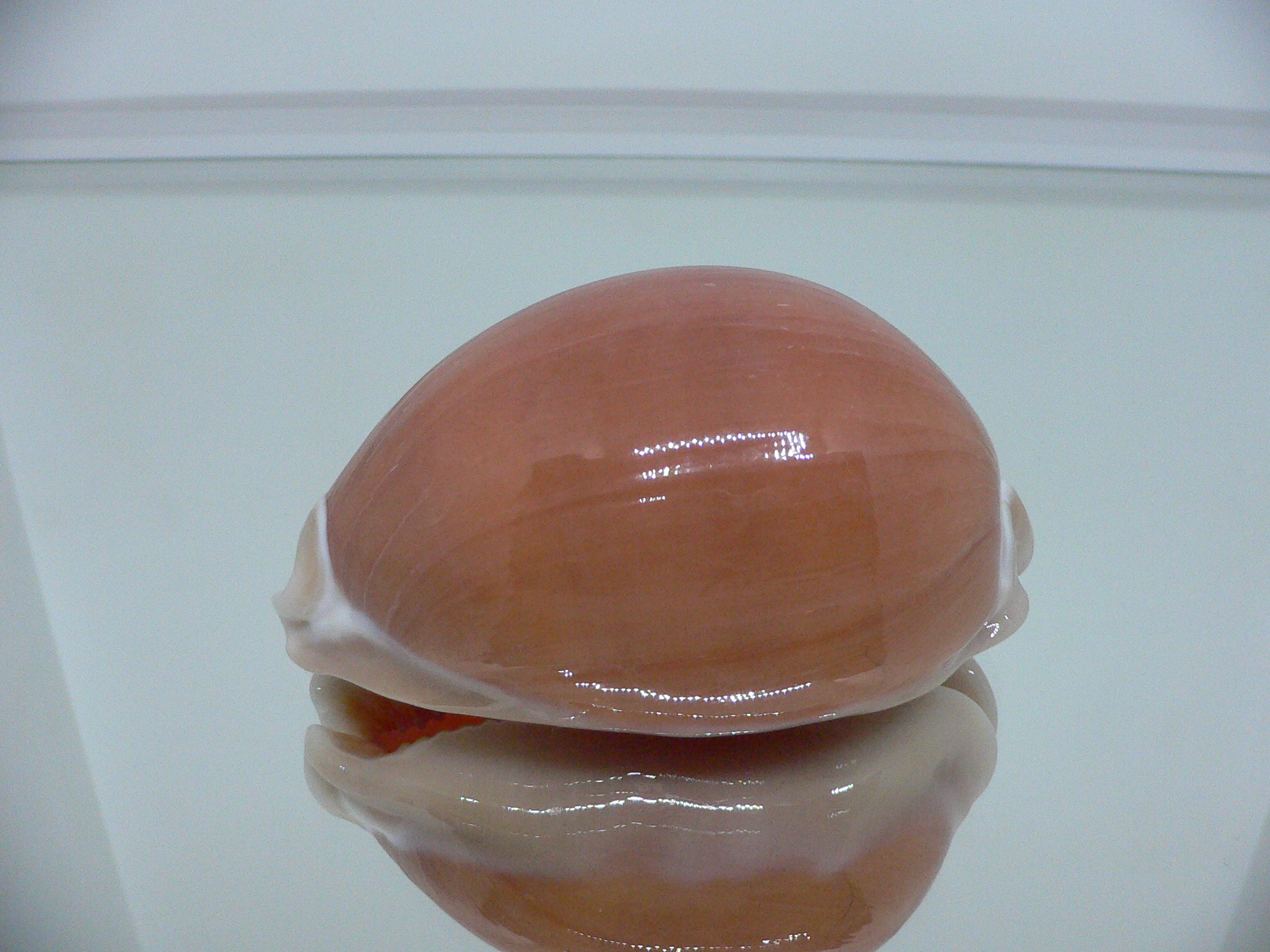 Cypraea aurantium PEACH