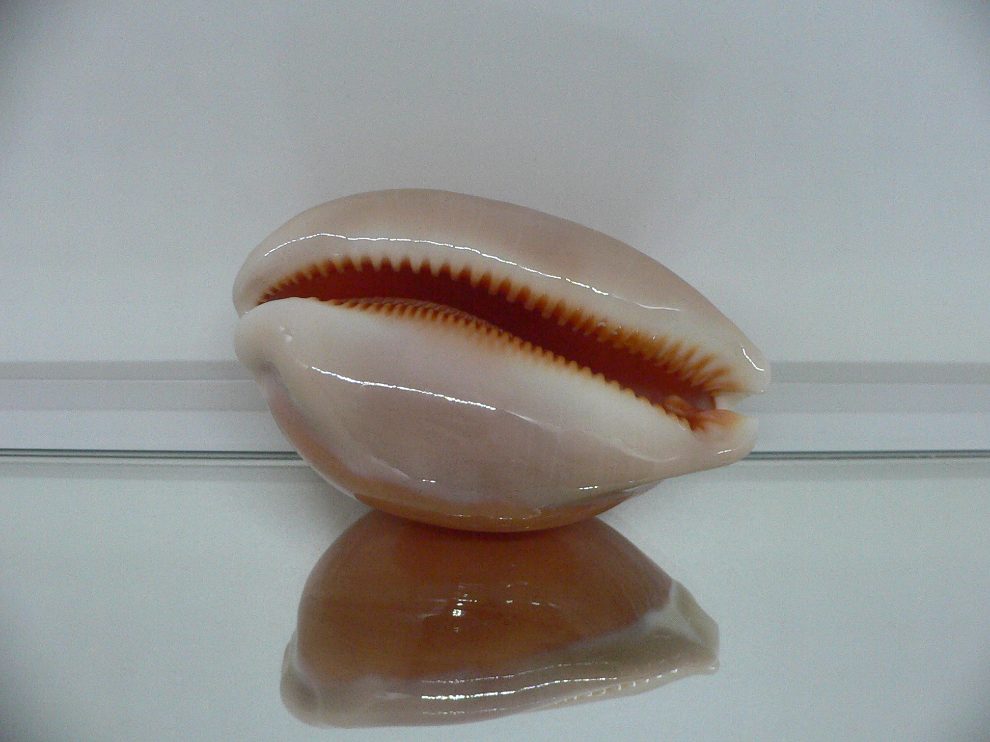 Cypraea aurantium PEACH