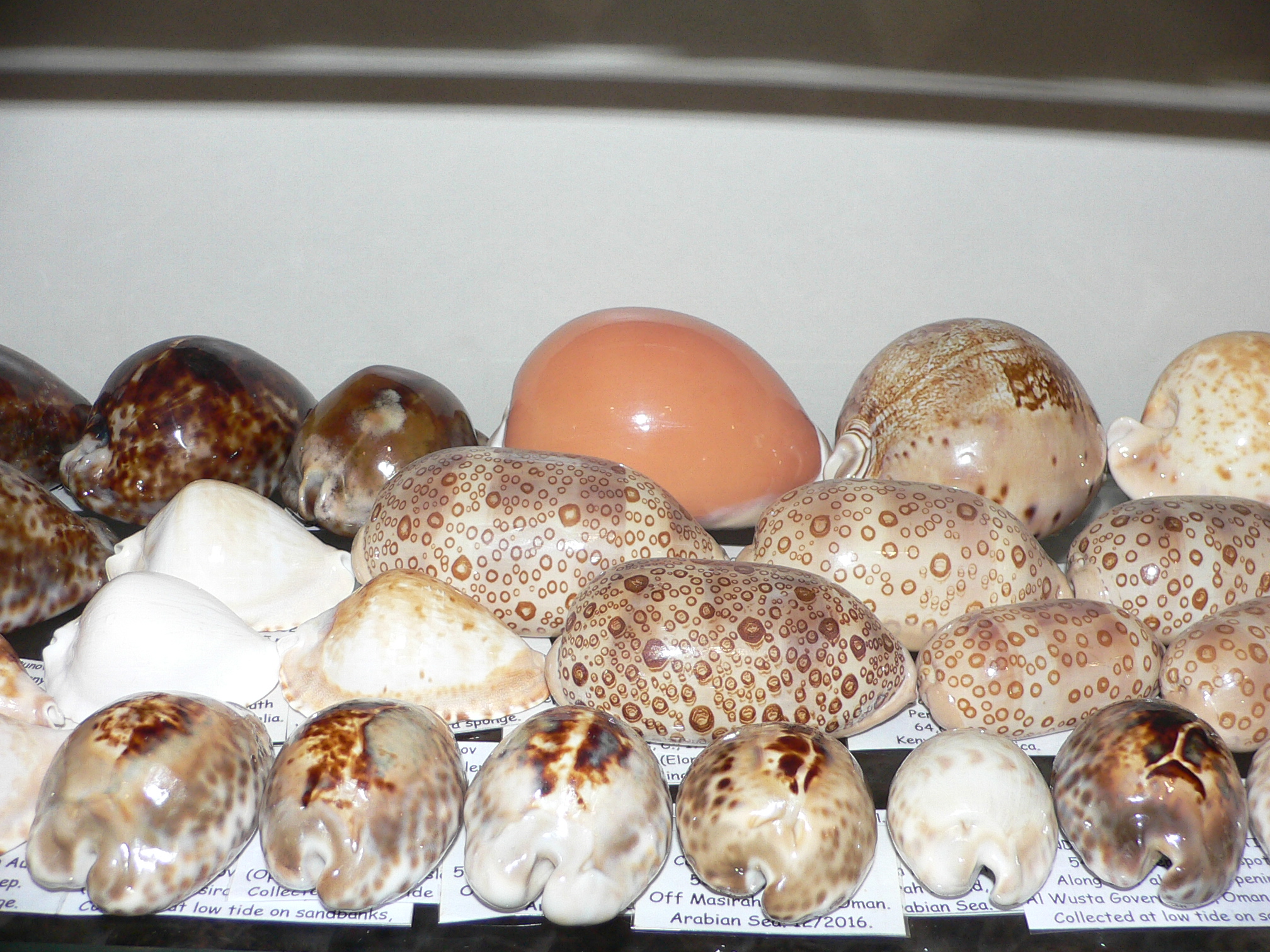 Cypraea aurantium PEACH