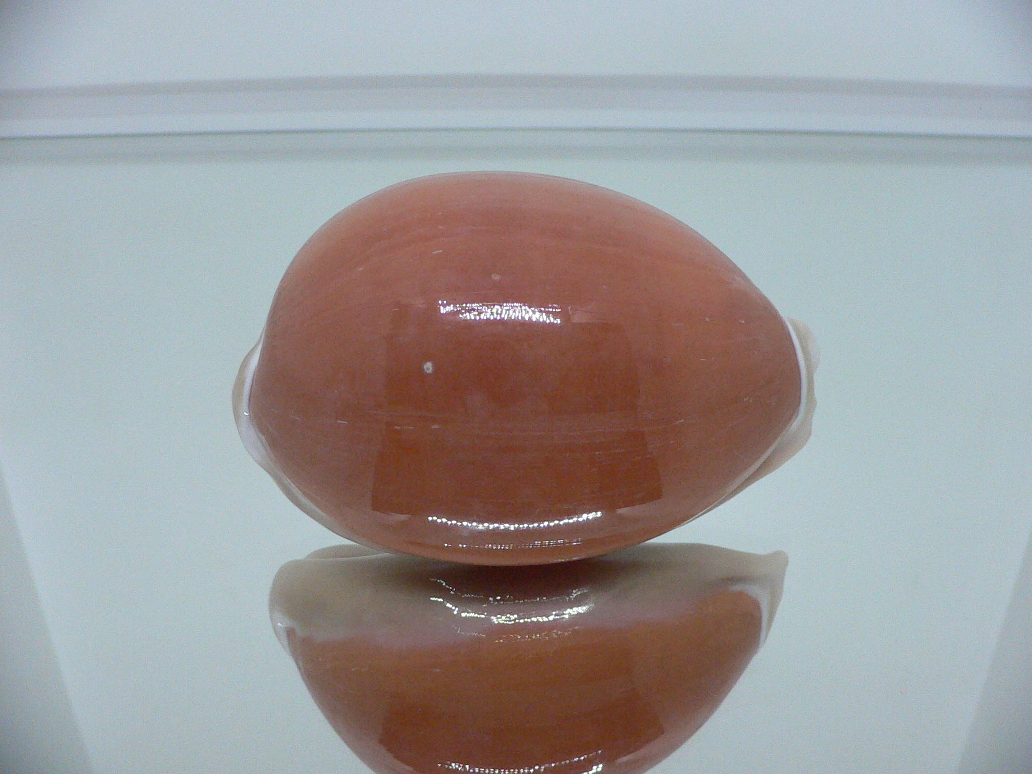 Cypraea aurantium PEACH