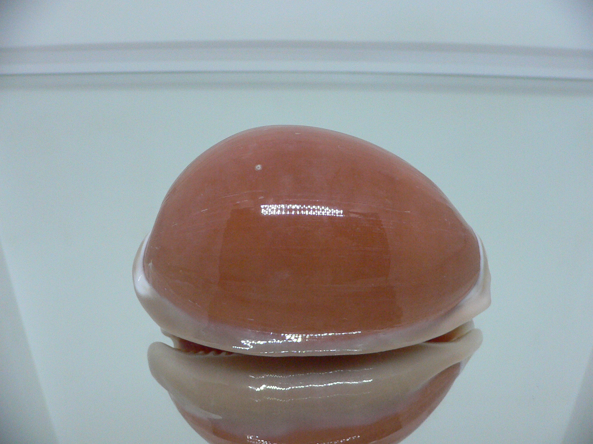 Cypraea aurantium PEACH