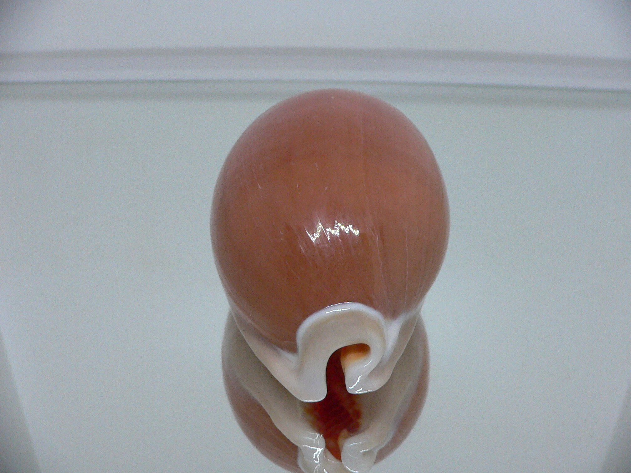 Cypraea aurantium PEACH