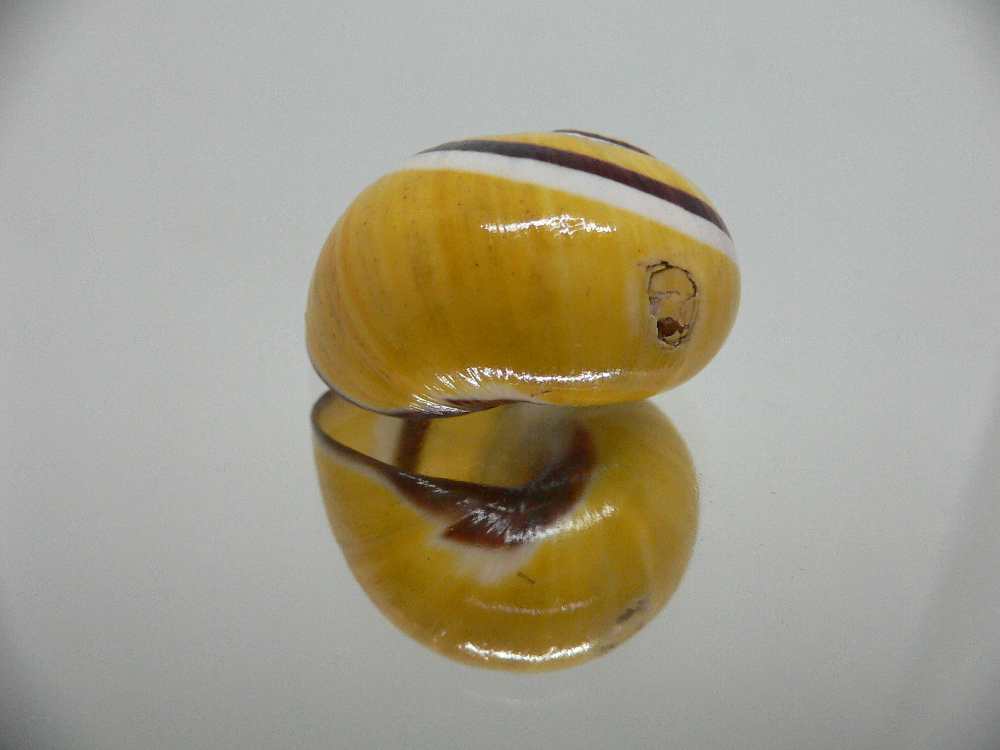 Polymita picta picta YELLOW