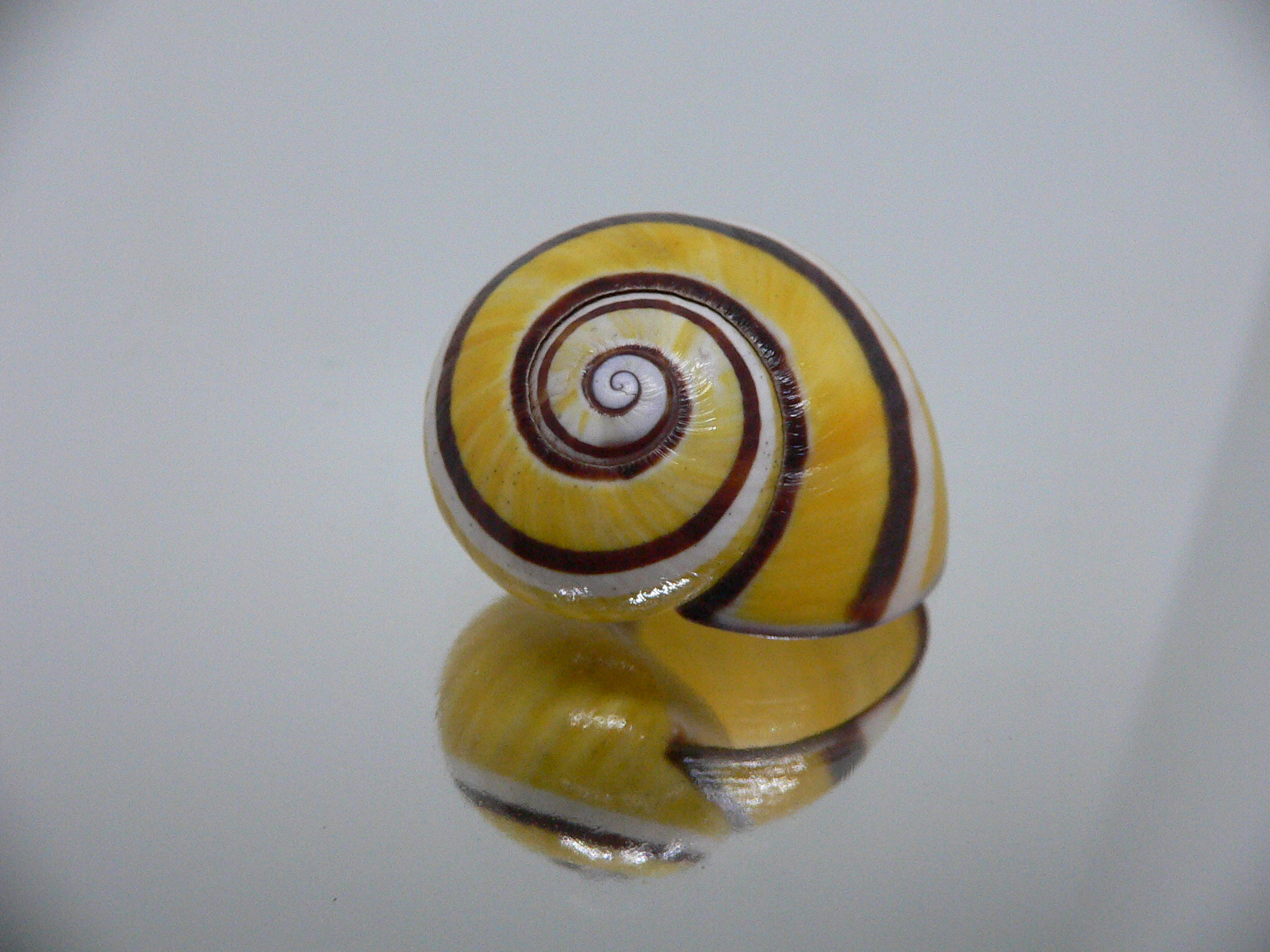 Polymita picta picta YELLOW