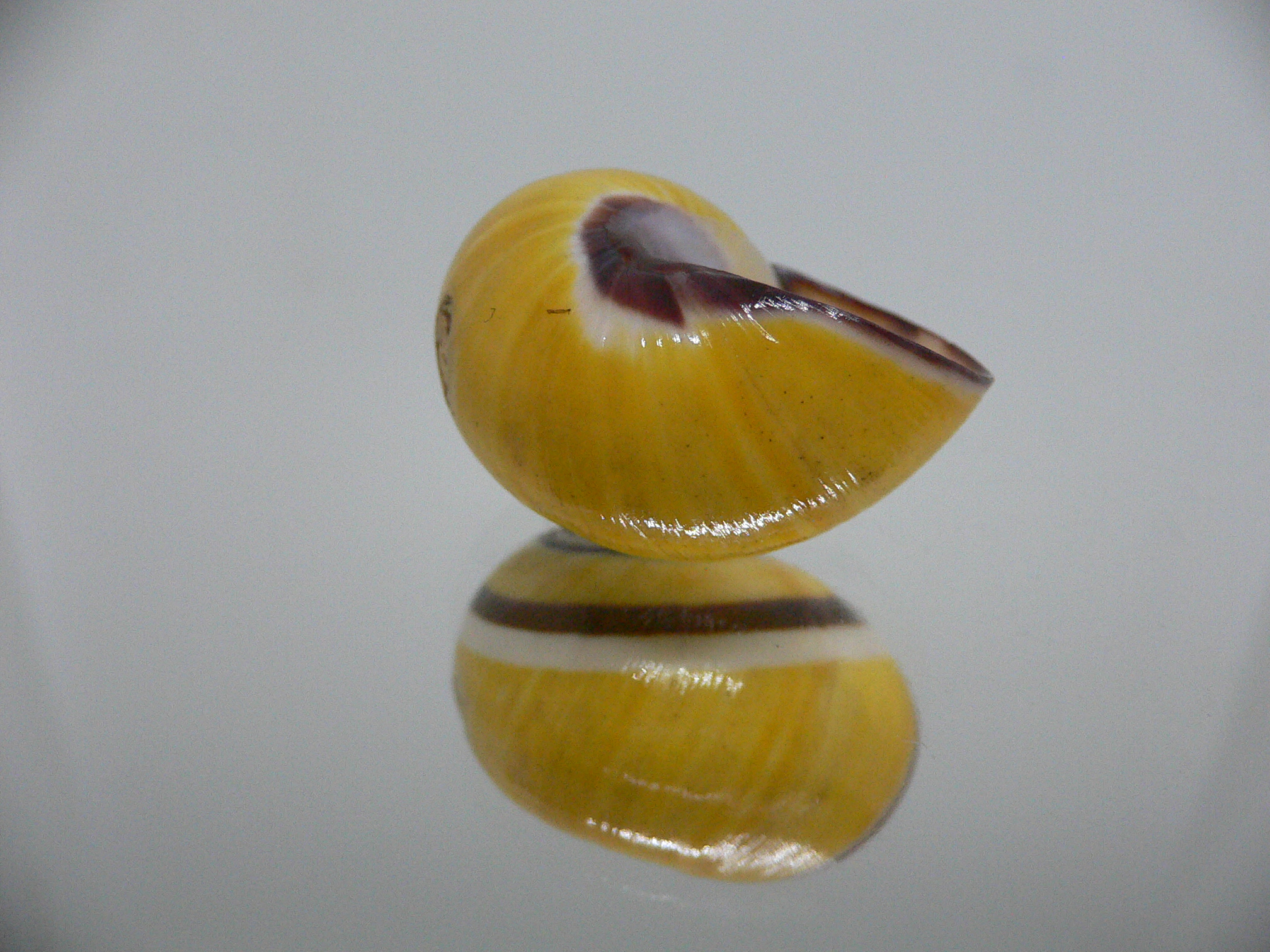 Polymita picta picta YELLOW