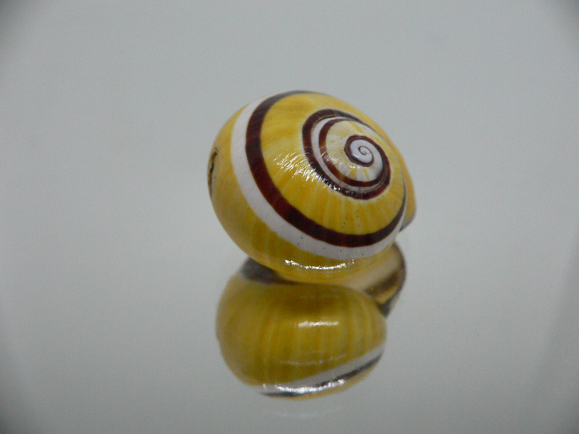 Polymita picta picta YELLOW