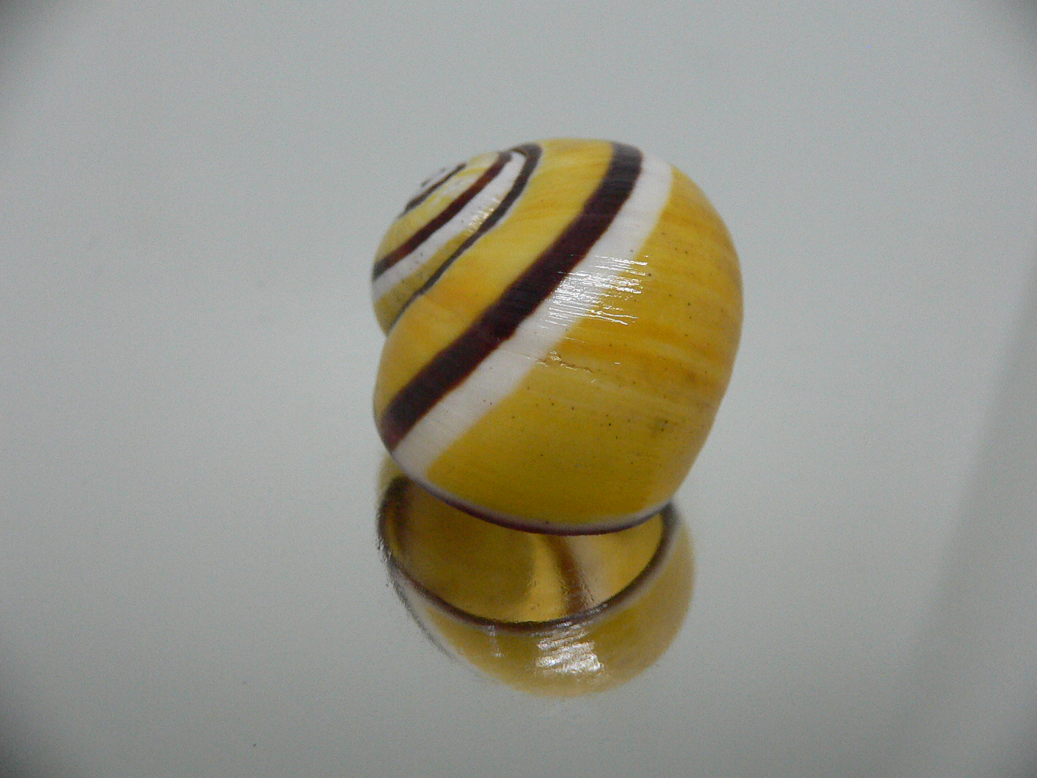 Polymita picta picta YELLOW