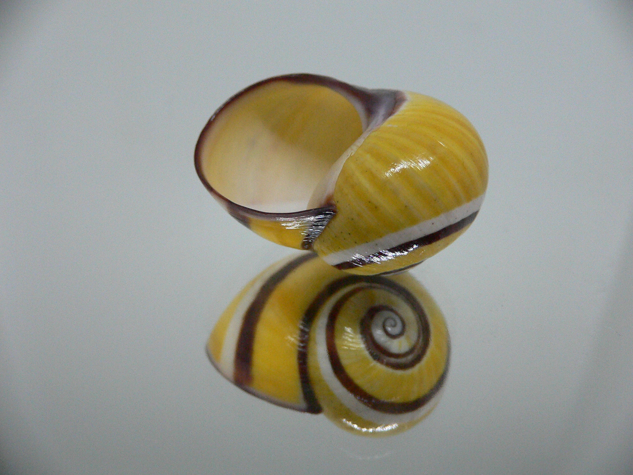 Polymita picta picta YELLOW