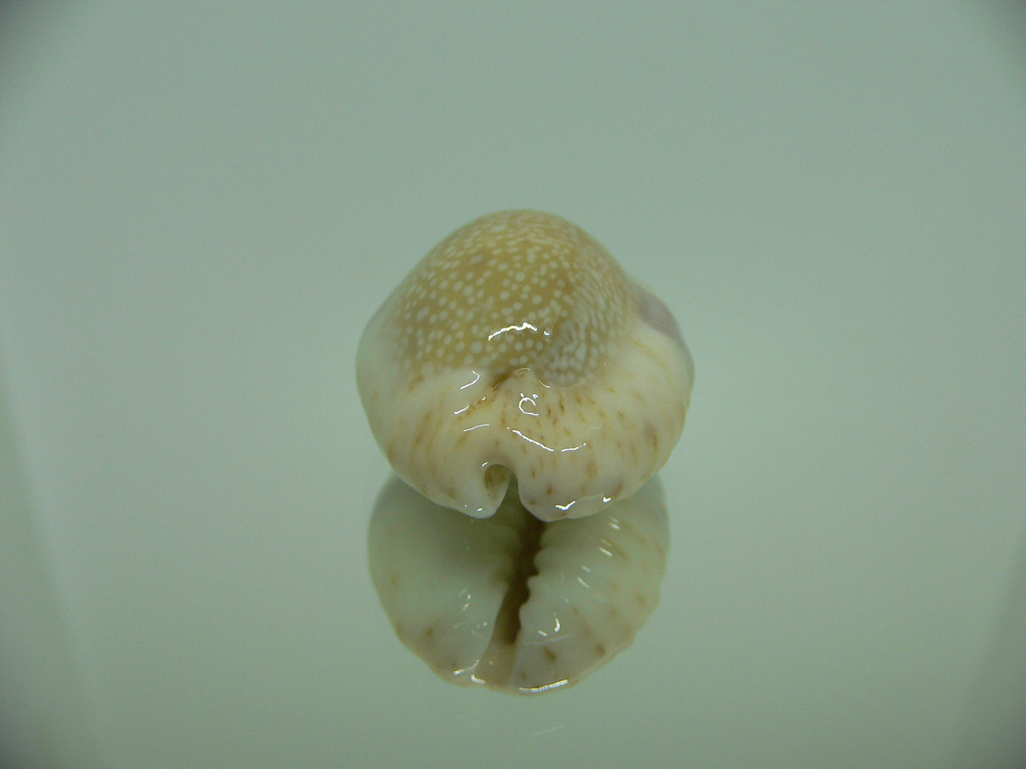 Cypraea erosa chlorizans SUPER CALLOUSED