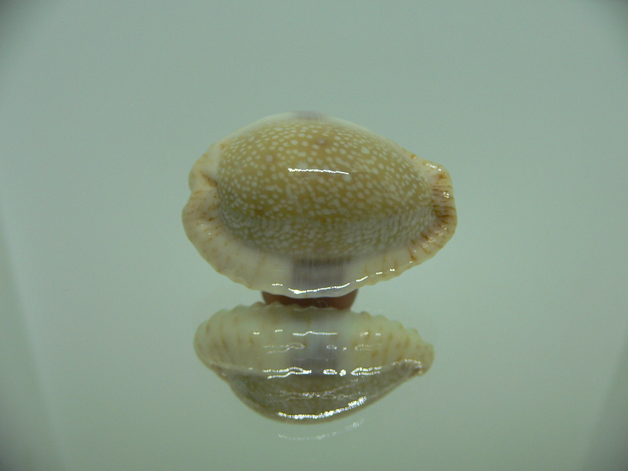 Cypraea erosa chlorizans SUPER CALLOUSED